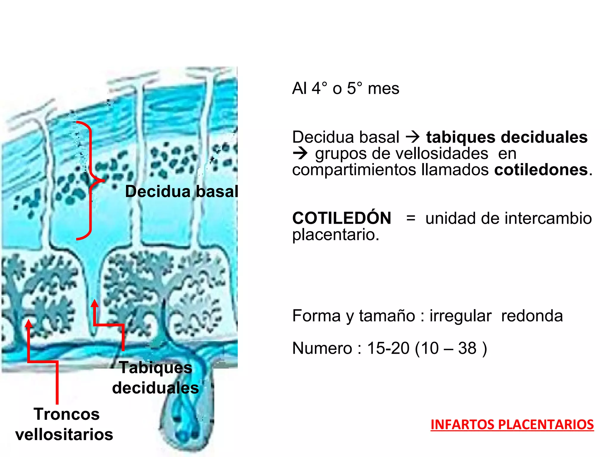 Troncos
vellositarios
Decidua basal
Tabiques
deciduales
Al 4° o 5° mes
Decidua basal  tabiques deciduales
 grupos de vellosidades en
compartimientos llamados cotiledones.
COTILEDÓN = unidad de intercambio
placentario.
Forma y tamaño : irregular redonda
Numero : 15-20 (10 – 38 )
INFARTOS PLACENTARIOS
 