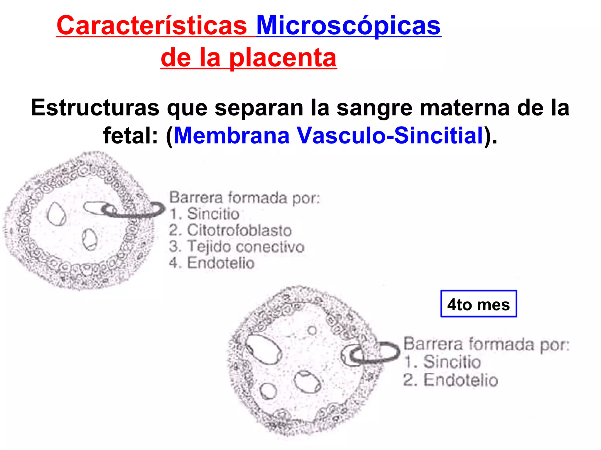 Estructuras que separan la sangre materna de la
fetal: (Membrana Vasculo-Sincitial).
Características Microscópicas
de la placenta
4to mes
 