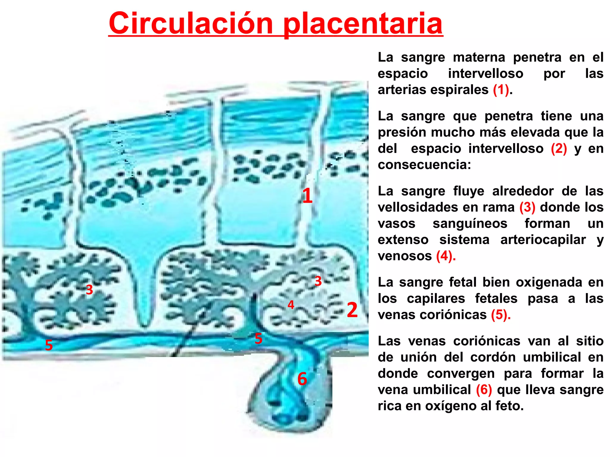 Circulación placentaria
La sangre materna penetra en el
espacio intervelloso por las
arterias espirales (1).
La sangre que penetra tiene una
presión mucho más elevada que la
del espacio intervelloso (2) y en
consecuencia:
La sangre fluye alrededor de las
vellosidades en rama (3) donde los
vasos sanguíneos forman un
extenso sistema arteriocapilar y
venosos (4).
La sangre fetal bien oxigenada en
los capilares fetales pasa a las
venas coriónicas (5).
Las venas coriónicas van al sitio
de unión del cordón umbilical en
donde convergen para formar la
vena umbilical (6) que lleva sangre
rica en oxígeno al feto.
1
2
3
3
4
55
6
 