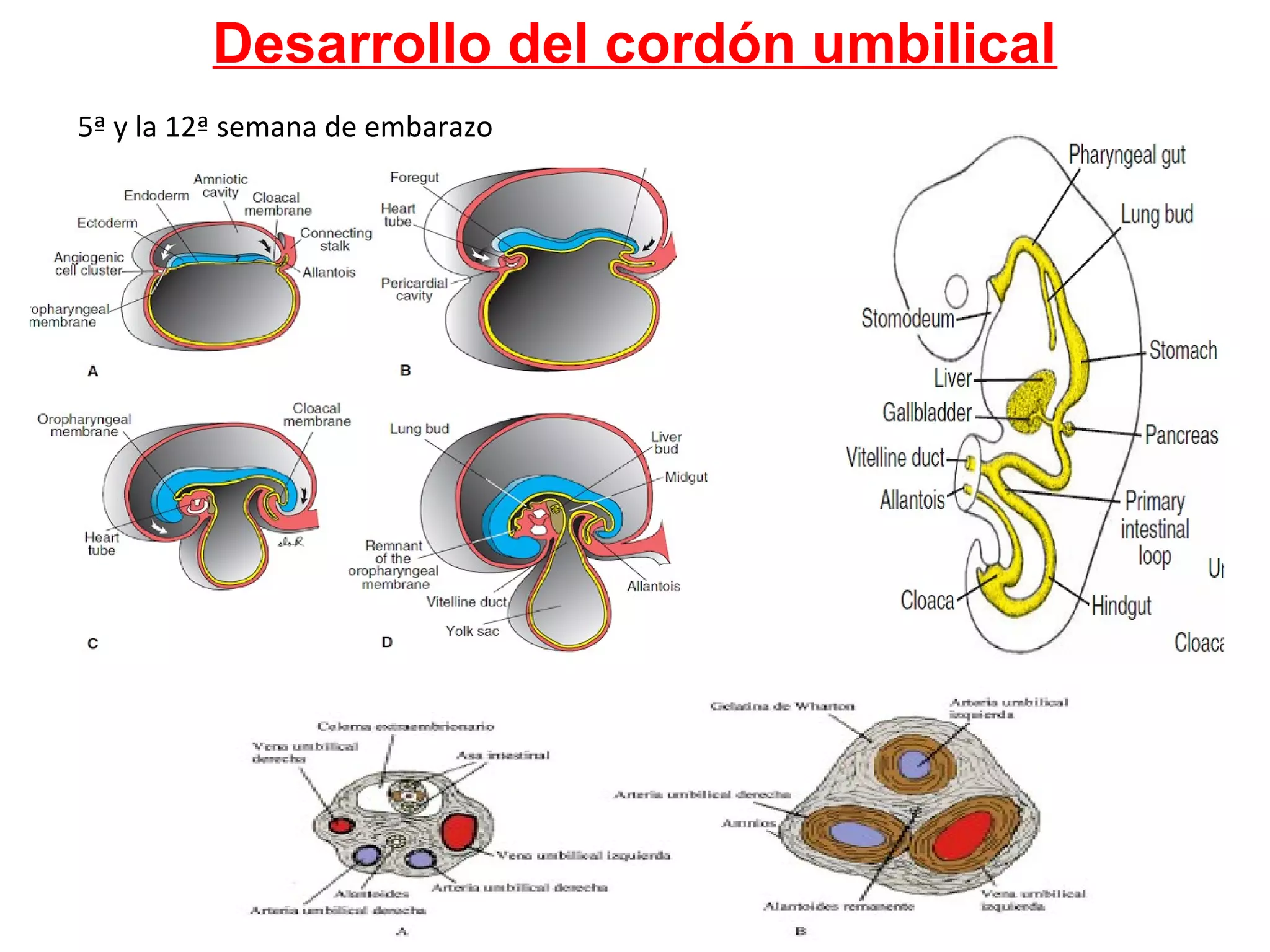 Desarrollo del cordón umbilical
5ª y la 12ª semana de embarazo
 