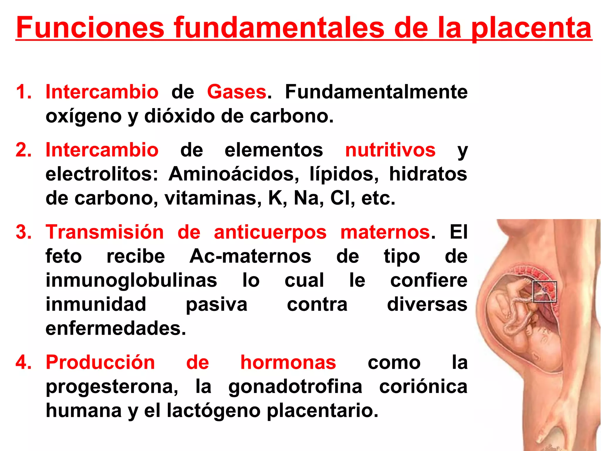 1. Intercambio de Gases. Fundamentalmente
oxígeno y dióxido de carbono.
2. Intercambio de elementos nutritivos y
electrolitos: Aminoácidos, lípidos, hidratos
de carbono, vitaminas, K, Na, Cl, etc.
3. Transmisión de anticuerpos maternos. El
feto recibe Ac-maternos de tipo de
inmunoglobulinas lo cual le confiere
inmunidad pasiva contra diversas
enfermedades.
4. Producción de hormonas como la
progesterona, la gonadotrofina coriónica
humana y el lactógeno placentario.
Funciones fundamentales de la placenta
 