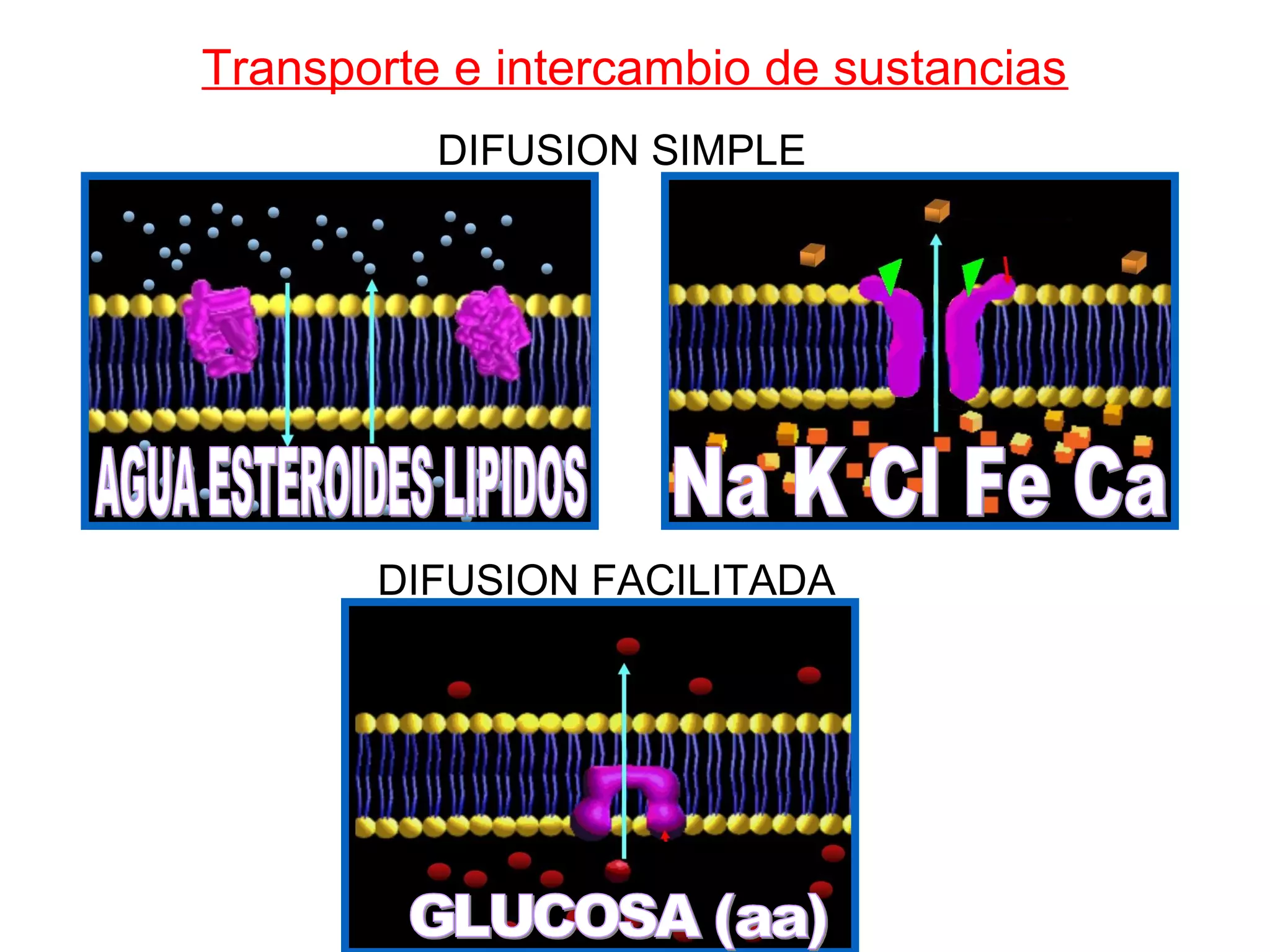 Transporte e intercambio de sustancias
DIFUSION SIMPLE
DIFUSION FACILITADA
 