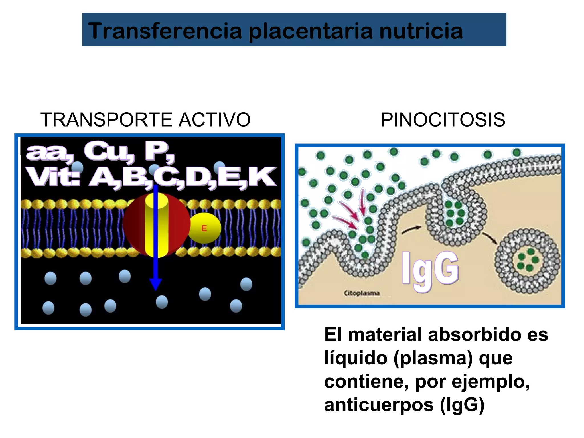 PINOCITOSISTRANSPORTE ACTIVO
Transferencia placentaria nutricia
El material absorbido es
líquido (plasma) que
contiene, por ejemplo,
anticuerpos (IgG)
 