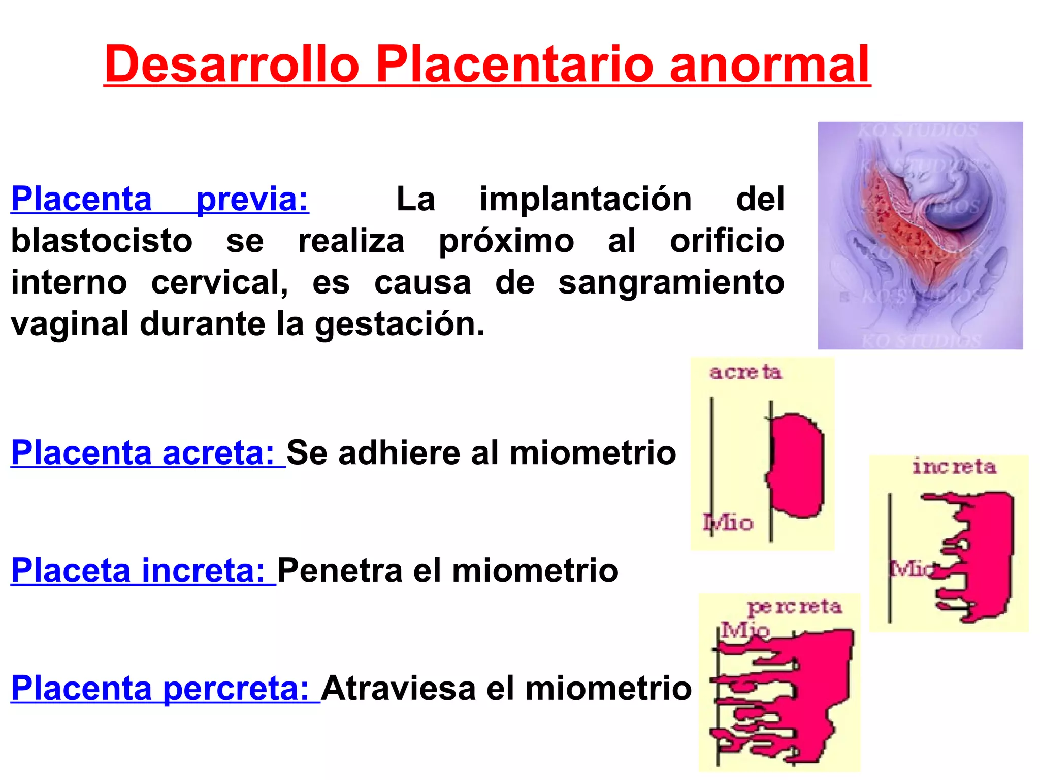 Placenta previa: La implantación del
blastocisto se realiza próximo al orificio
interno cervical, es causa de sangramiento
vaginal durante la gestación.
Desarrollo Placentario anormal
Placenta acreta: Se adhiere al miometrio
Placeta increta: Penetra el miometrio
Placenta percreta: Atraviesa el miometrio
 
