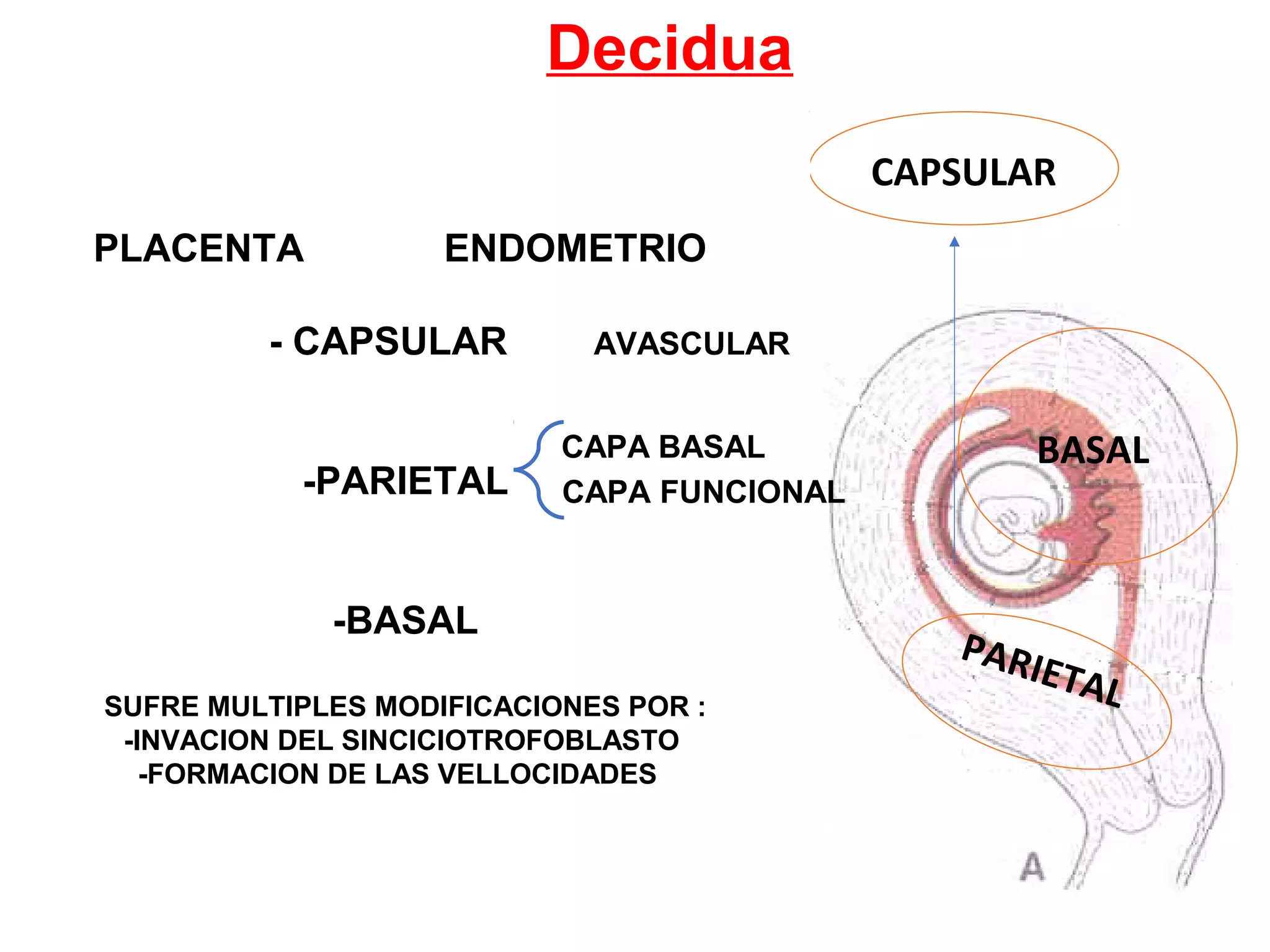 Decidua
DECIDUA
(endometrio especializado ; permite la
implantación e intercambio del binomio )
Estrógenos y
progesterona
factores secretados por
blastocisto
IMPLANTACIÓN
DECIDUALIZACIÓN
ENDOMETRIO SECRETOR
mitad de la fase lútea
BASAL
PARIETAL
CAPSULAR
PLACENTA ENDOMETRIO
- CAPSULAR AVASCULAR
-PARIETAL
-BASAL
SUFRE MULTIPLES MODIFICACIONES POR :
-INVACION DEL SINCICIOTROFOBLASTO
-FORMACION DE LAS VELLOCIDADES
CAPA BASAL
CAPA FUNCIONAL
 