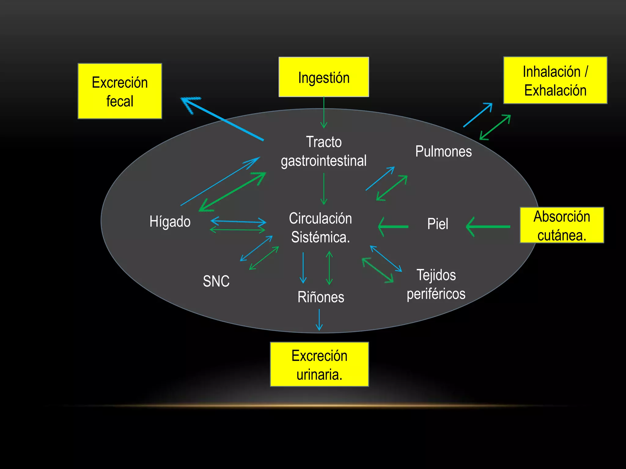 Ingestión                     Inhalación /
Excreción
                                                            Exhalación
  fecal

                               Tracto
                                               Pulmones
                           gastrointestinal


            Hígado          Circulación          Piel        Absorción
                            Sistémica.                       cutánea.

                     SNC                       Tejidos
                              Riñones         periféricos


                            Excreción
                             urinaria.
 