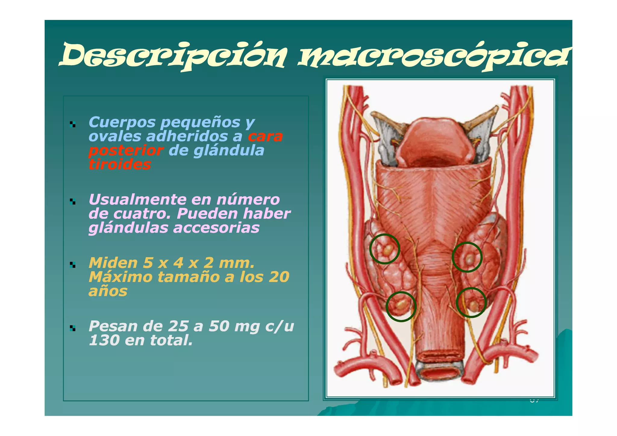 Descripción macroscópica

 Cuerpos pequeños y
 ovales adheridos a cara
 posterior de glándula
 tiroides

 Usualmente en número
 de cuatro. Pueden haber
 glándulas accesorias

 Miden 5 x 4 x 2 mm.
 Máximo tamaño a los 20
 años

 Pesan de 25 a 50 mg c/u
 130 en total.


                           67
 