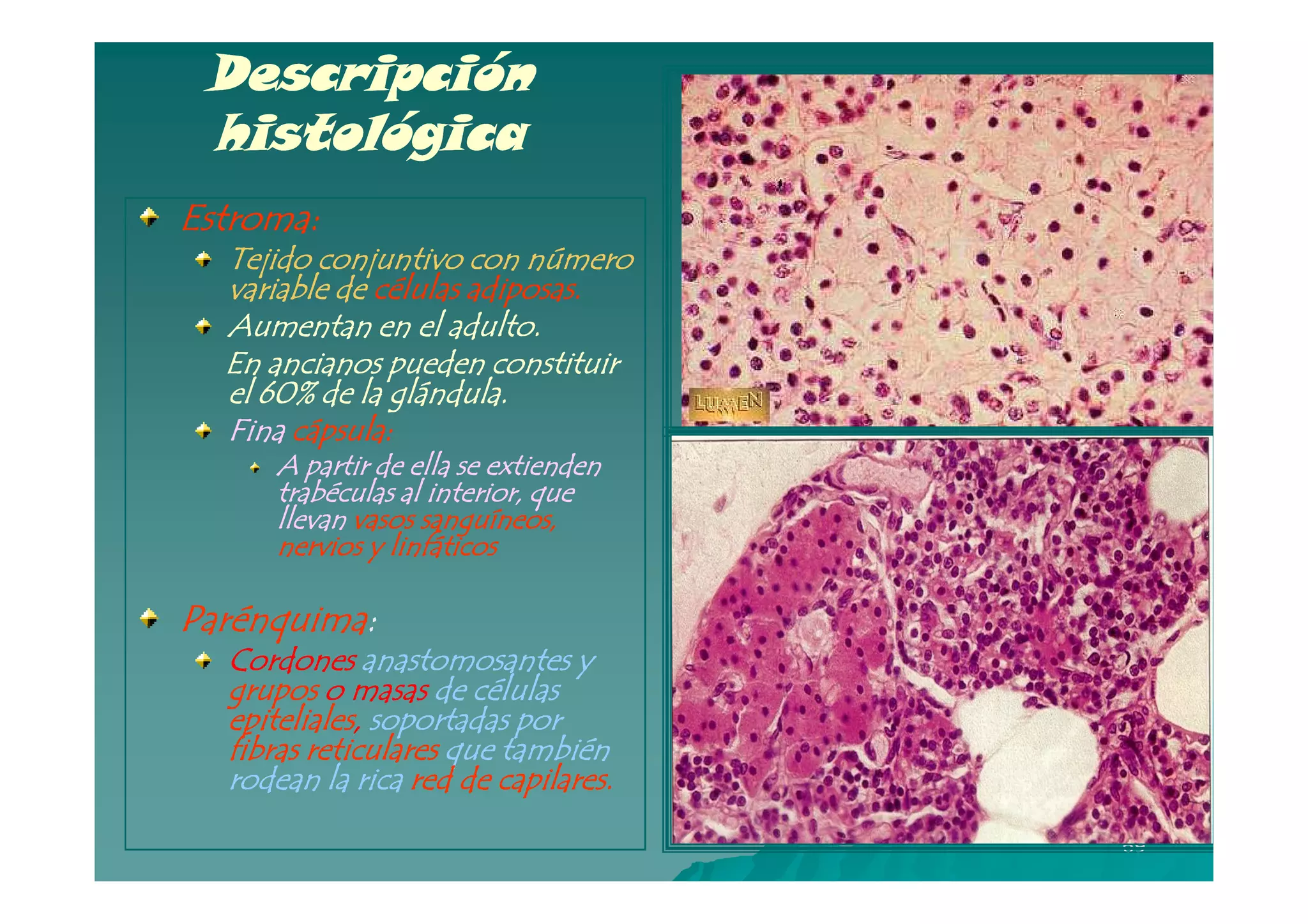 Descripción
 histológica
Estroma:
  Tejido conjuntivo con número
  variable de células adiposas.
  Aumentan en el adulto.
  En ancianos pueden constituir
  el 60% de la glándula.
  Fina cápsula:
      A partir de ella se extienden
      trabéculas al interior, que
      llevan vasos sanguíneos,
      nervios y linfáticos

Parénquima:
Parénquima:
  Cordones anastomosantes y
  grupos o masas de células
  epiteliales, soportadas por
  epiteliales,
  fibras reticulares que también
  rodean la rica red de capilares.
                                      69
 