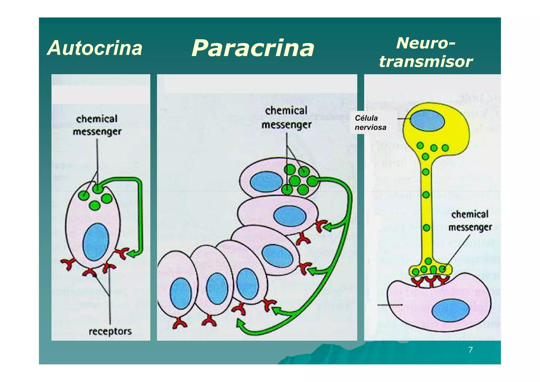 Autocrina    Paracrina             Neuro-
                                   Neuro-
                                 transmisor
               PARACRINA              SINÁPTICA
 AUTOCRINA
                           Célula
                           nerviosa




                                                  7
 