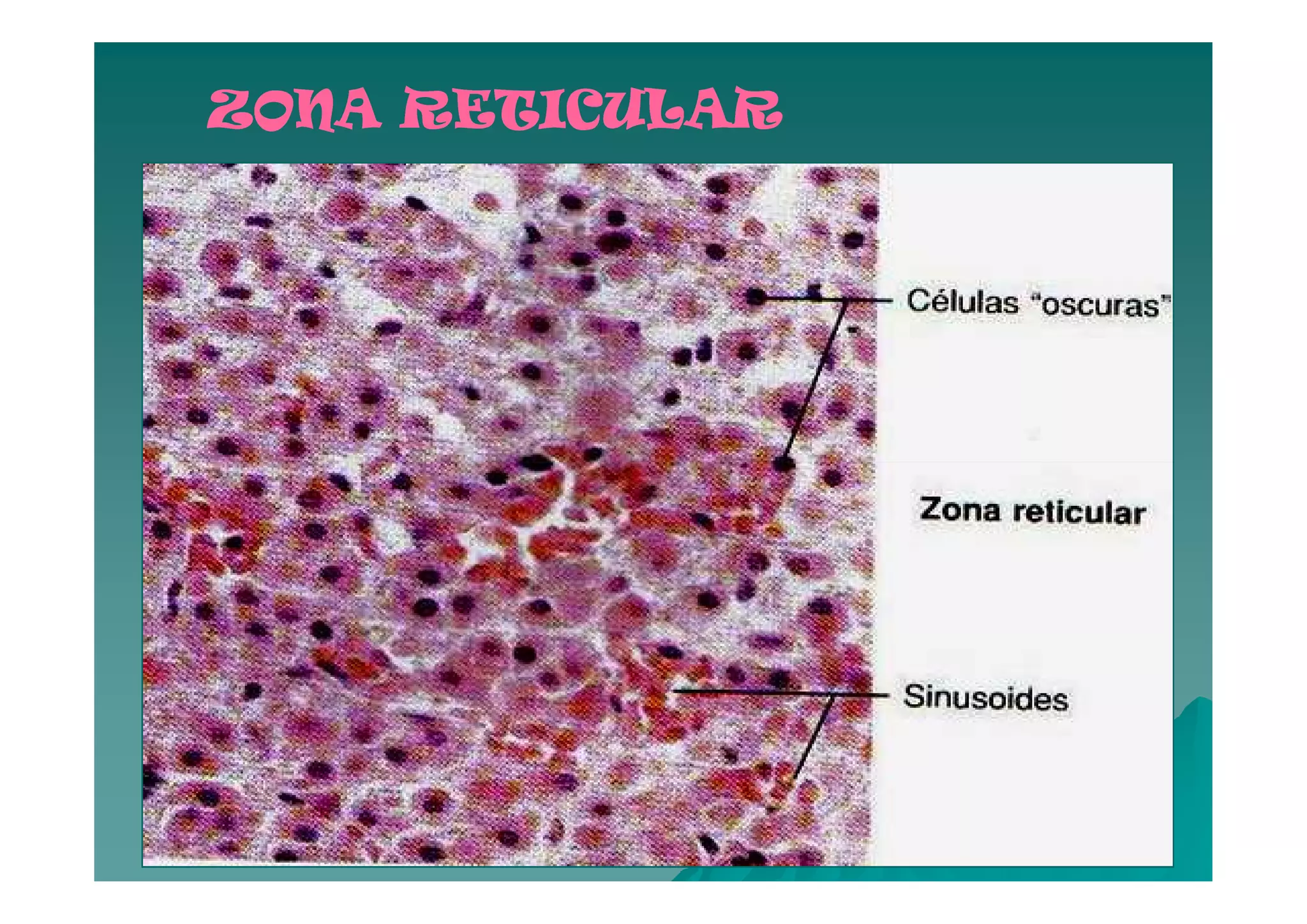 ZONA RETICULAR




                 82
 