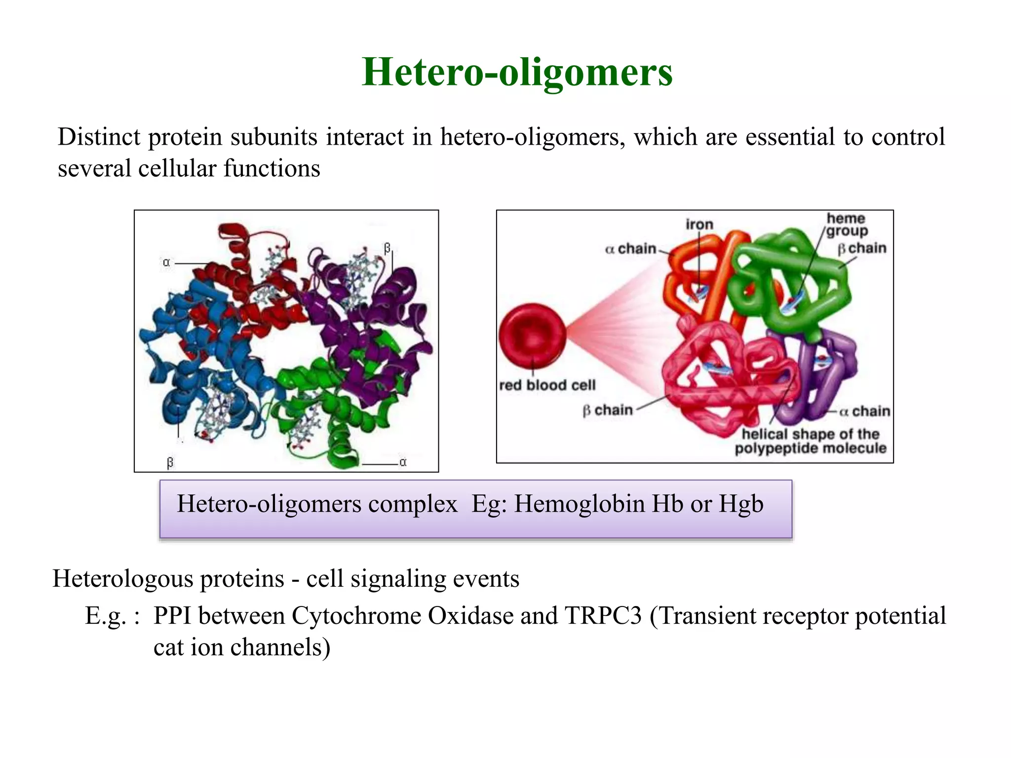 Distinct protein subunits interact in hetero-oligomers, which are essential to control
several cellular functions
Hetero-oligomers
Heterologous proteins - cell signaling events
E.g. : PPI between Cytochrome Oxidase and TRPC3 (Transient receptor potential
cat ion channels)
Hetero-oligomers complex Eg: Hemoglobin Hb or Hgb
 