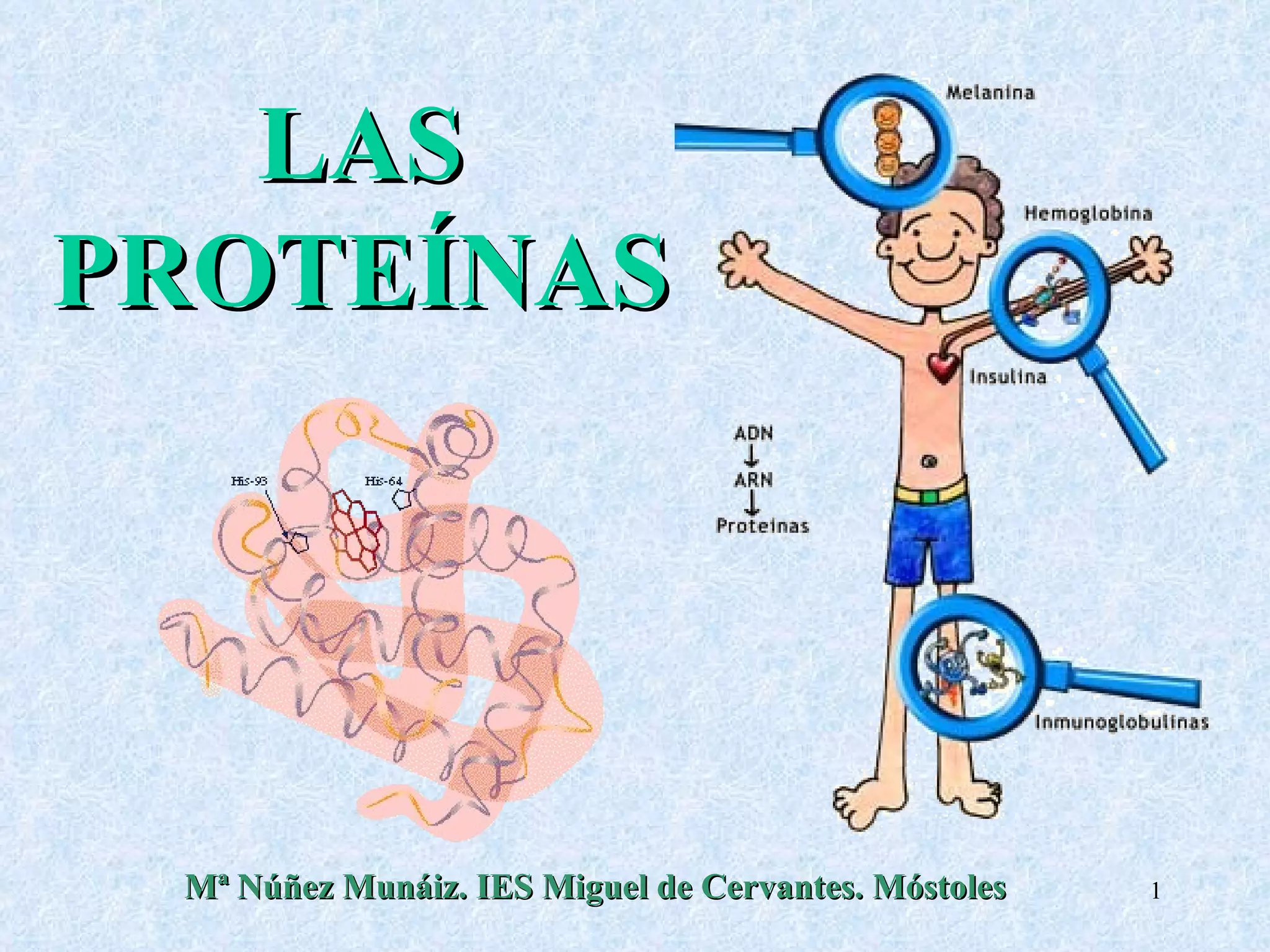 LAS PROTEÍNAS Mª Núñez Munáiz. IES Miguel de Cervantes. Móstoles 