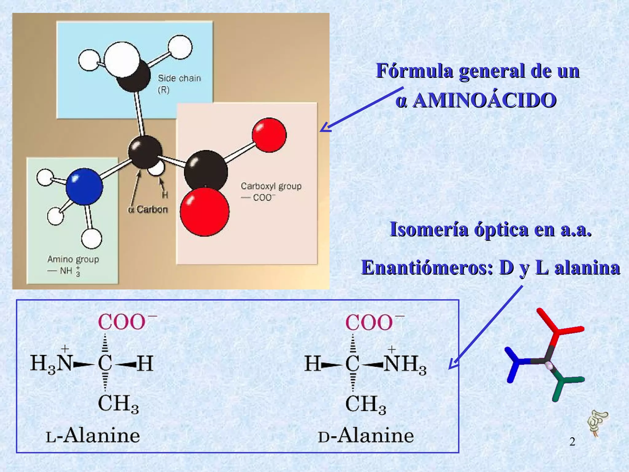 α  AMINOÁCIDO Fórmula general de un  α  AMINOÁCIDO Isomería óptica en a.a. Enantiómeros: D y L alanina 