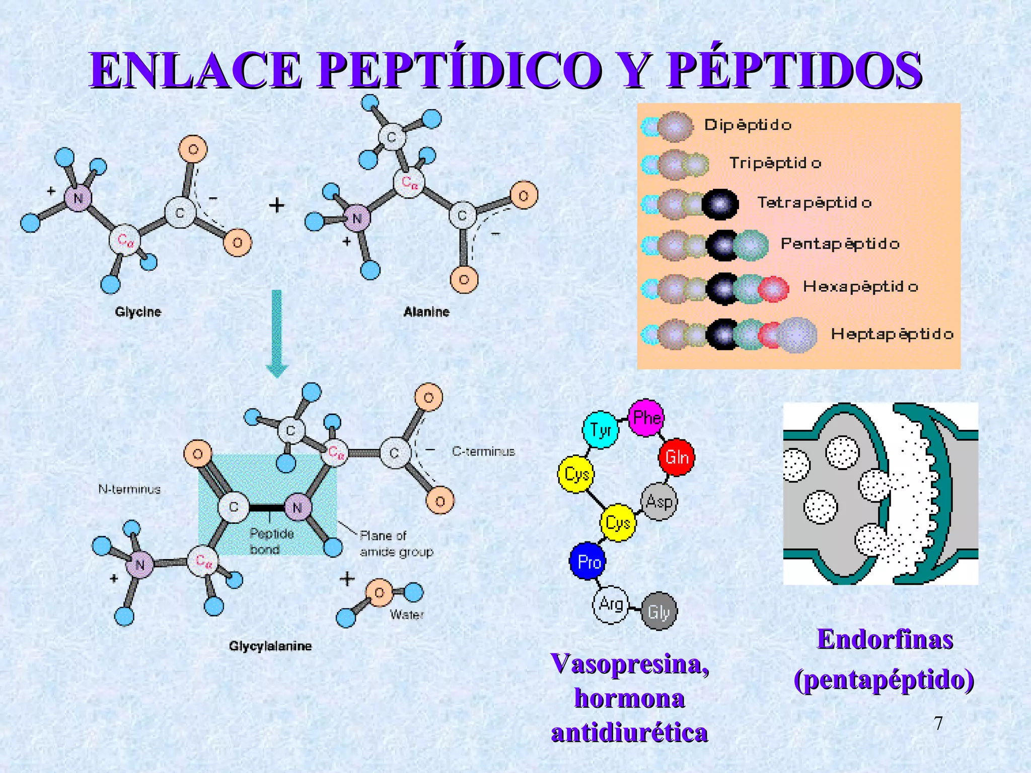 ENLACE PEPTÍDICO Y PÉPTIDOS Vasopresina, hormona antidiurética Endorfinas  (pentapéptido)   