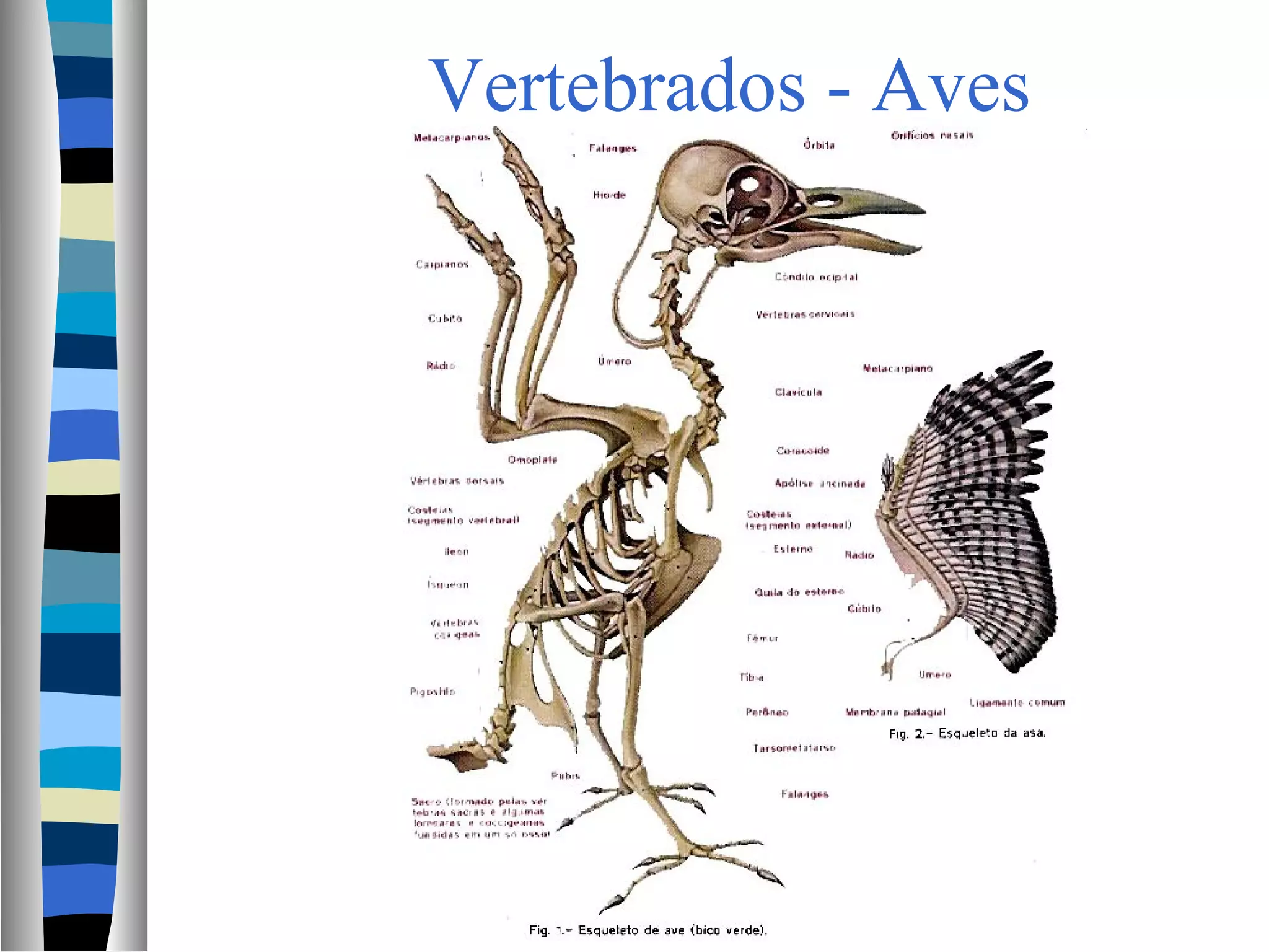 Vertebrados - Aves
 