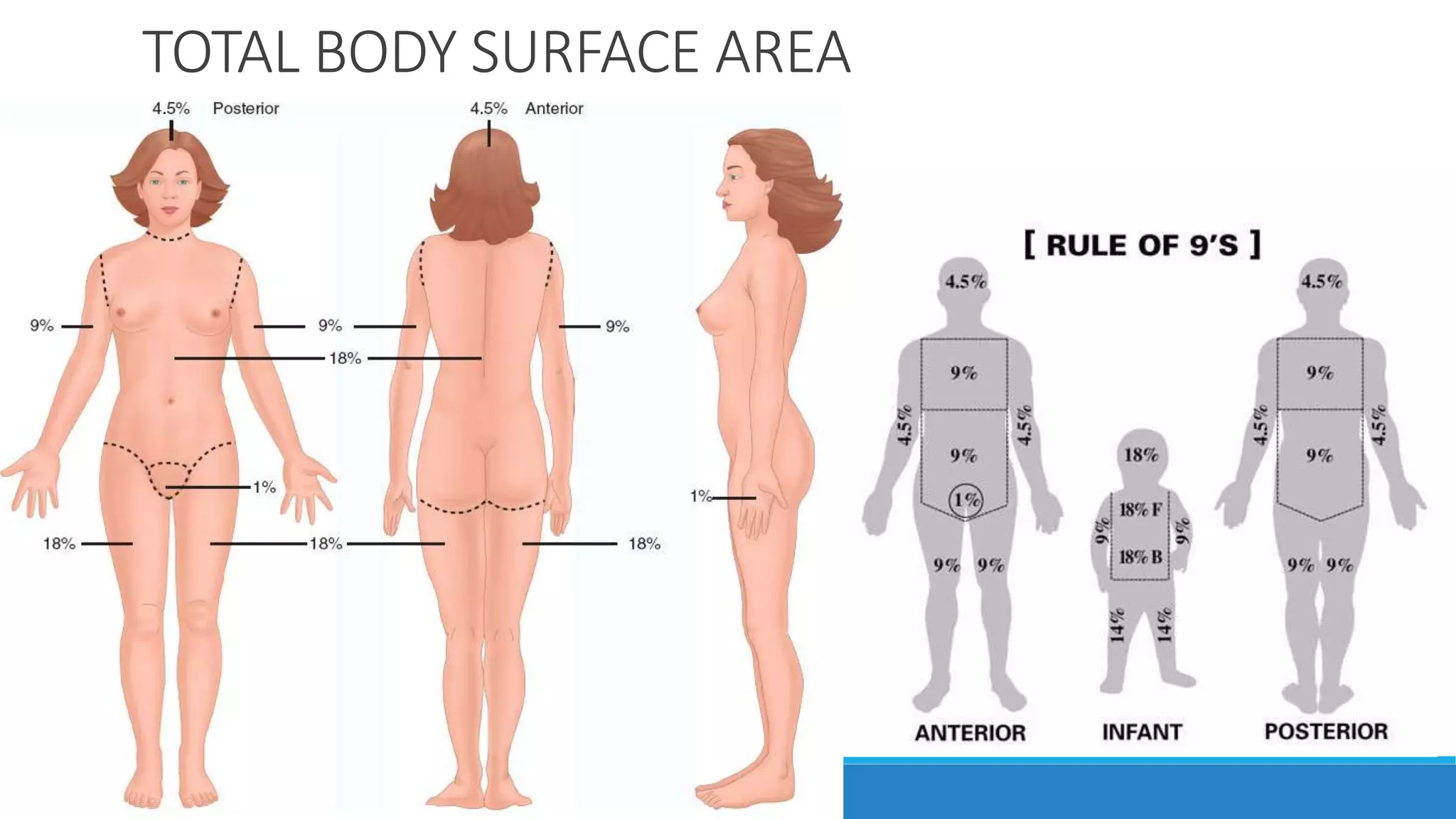 TOTAL BODY SURFACE AREA
 