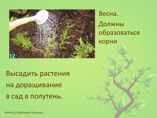 Весна. 
Должны образоваться корни 
Высадить растения 
на доращивание 
в сад в полутень. 
Фото (с) Владимир Лукьянов 