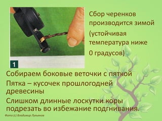 Сбор черенков производится зимой 
(устойчивая температура ниже 
0 градусов) 
Собираем боковые веточки с пяткой 
Пятка – кусочек прошлогодней древесины 
Слишком длинные лоскутки коры подрезать во избежание подгнивания. 
Фото (с) Владимир Лукьянов  