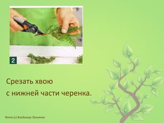 Срезать хвою 
с нижней части черенка. 
Фото (с) Владимир Лукьянов  