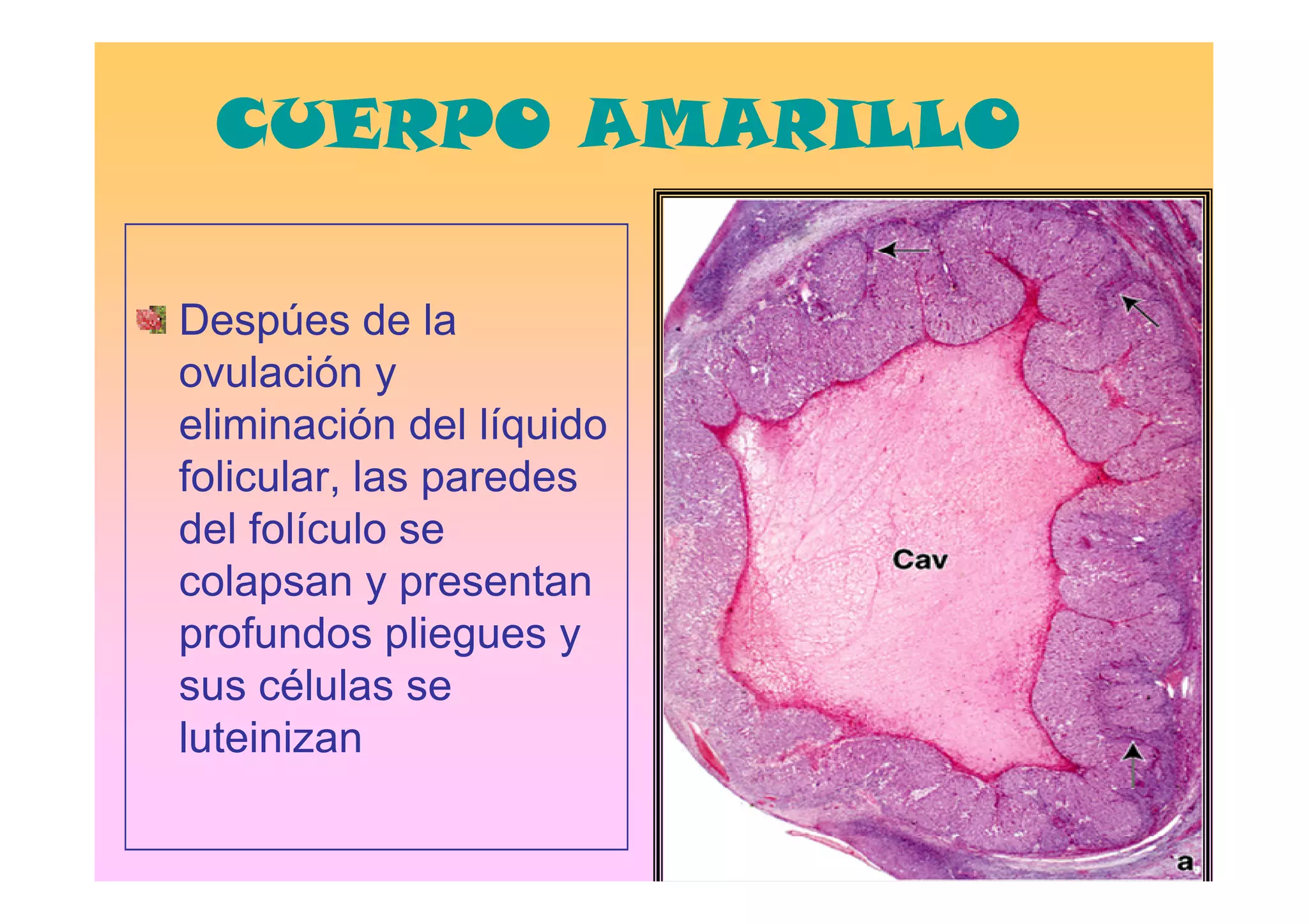 CUERPO AMARILLO

Despúes de la
ovulación y
eliminación del líquido
folicular, las paredes
del folículo se
colapsan y presentan
profundos pliegues y
sus células se
luteinizan
 