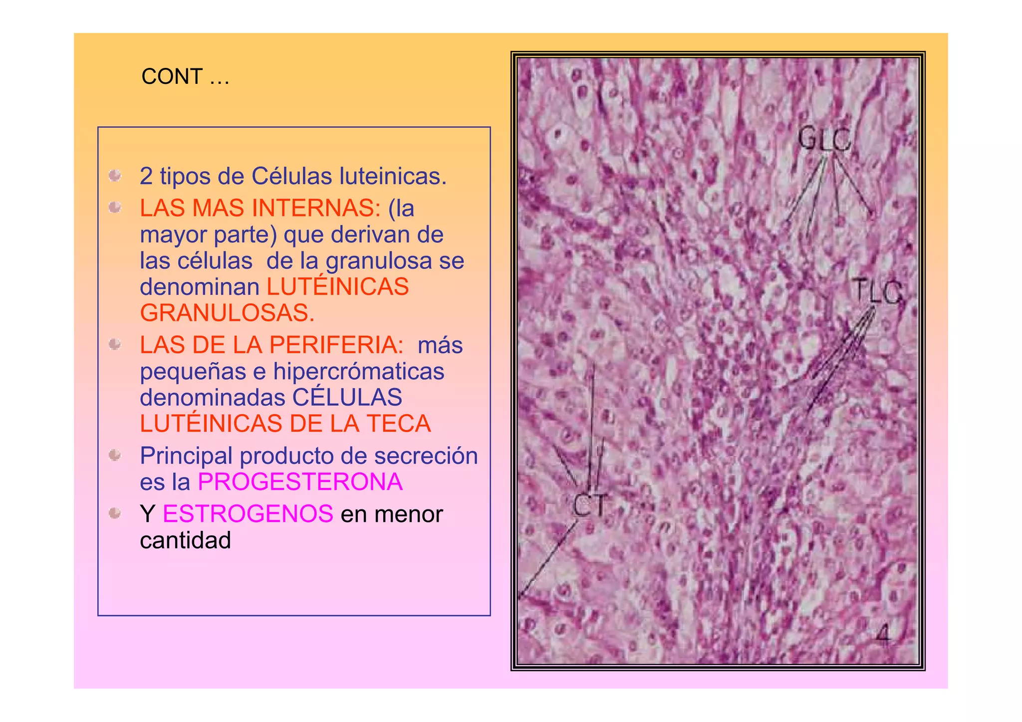 CONT …



2 tipos de Células luteinicas.
LAS MAS INTERNAS: (la
mayor parte) que derivan de
las células de la granulosa se
denominan LUTÉINICAS
GRANULOSAS.
LAS DE LA PERIFERIA: más
pequeñas e hipercrómaticas
denominadas CÉLULAS
LUTÉINICAS DE LA TECA
Principal producto de secreción
es la PROGESTERONA
Y ESTROGENOS en menor
cantidad
 