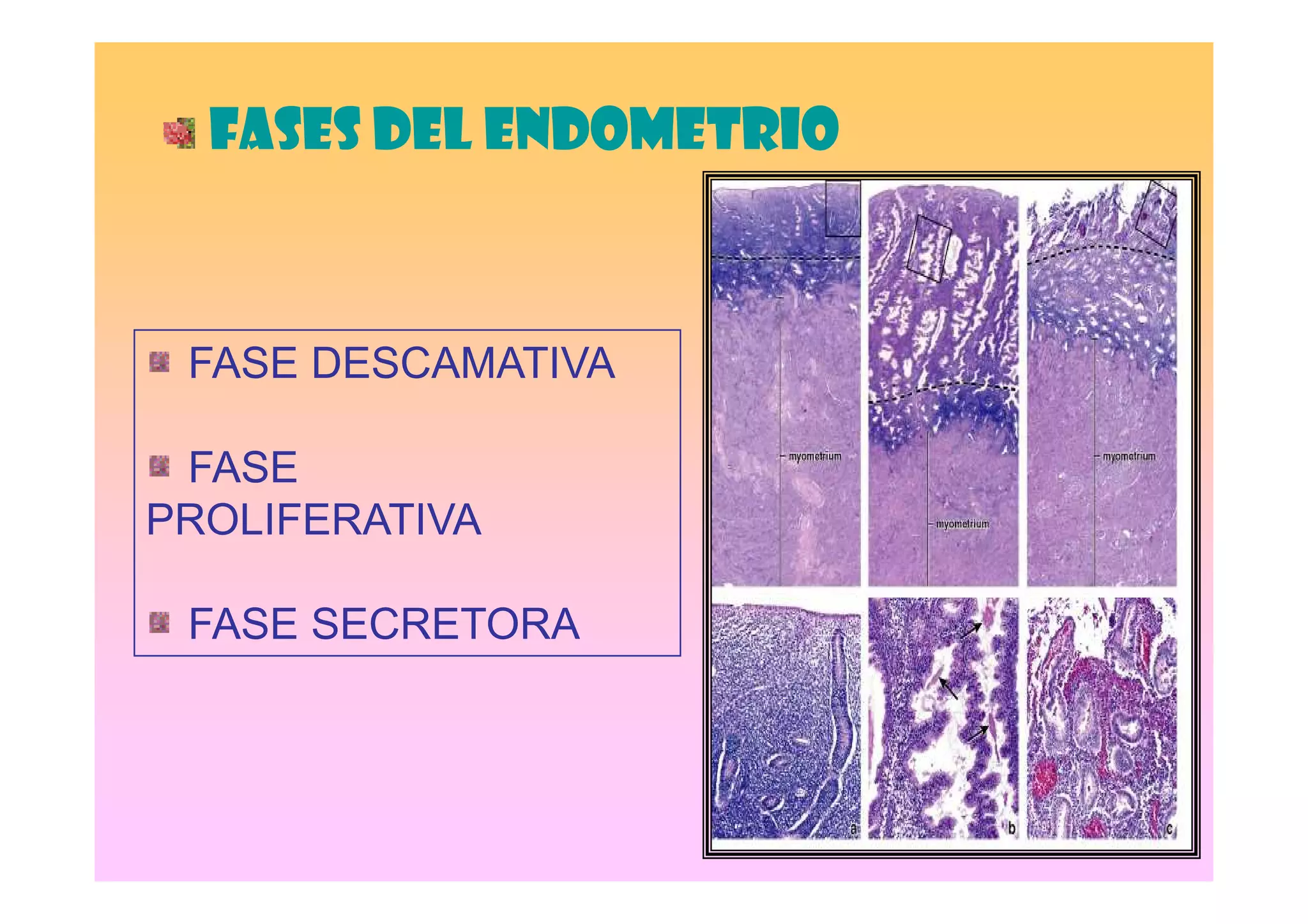 FASES DEL ENDOMETRIO



 FASE DESCAMATIVA

 FASE
PROLIFERATIVA

 FASE SECRETORA
 