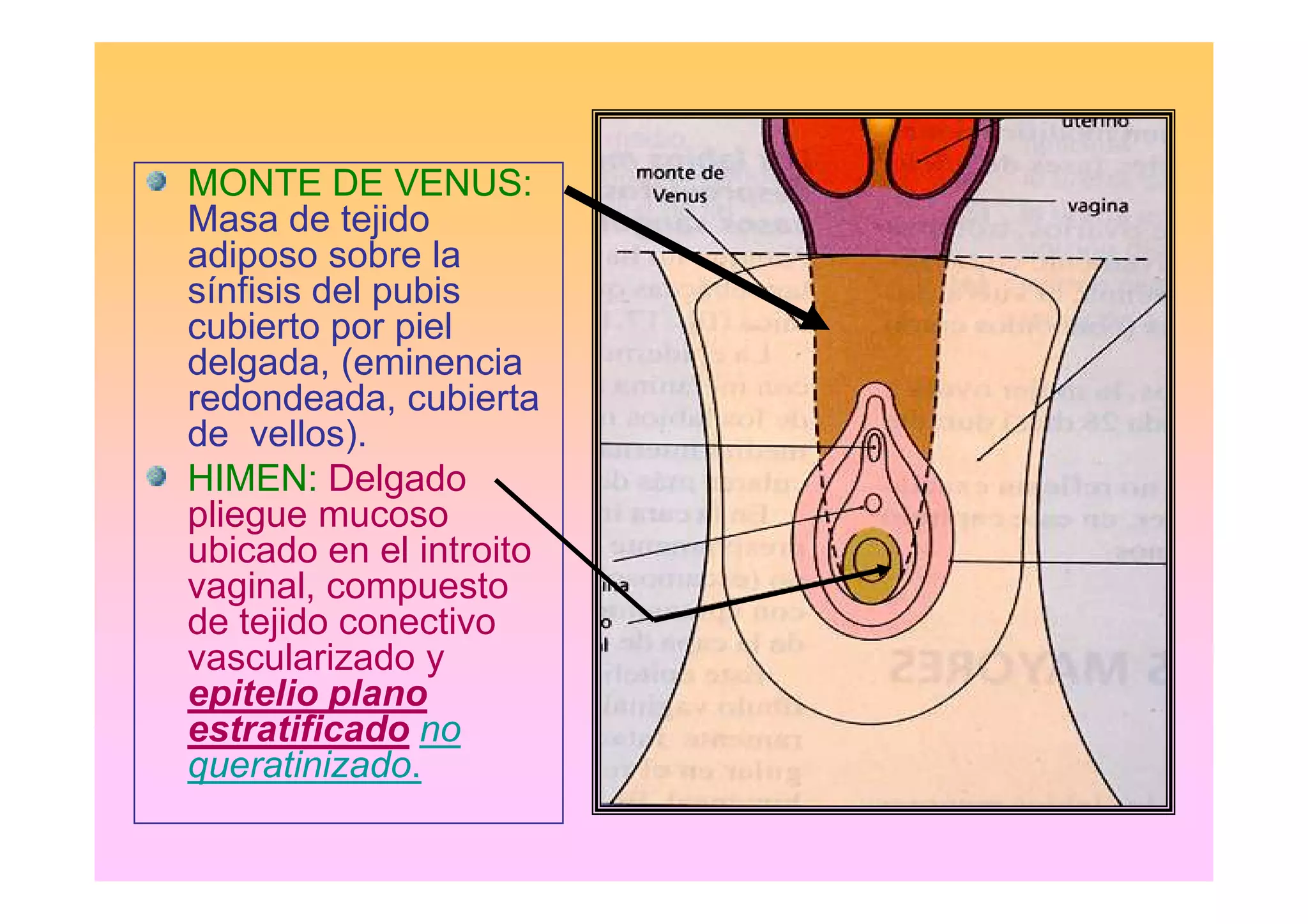 MONTE DE VENUS:
Masa de tejido
adiposo sobre la
sínfisis del pubis
cubierto por piel
delgada, (eminencia
redondeada, cubierta
de vellos).
HIMEN: Delgado
pliegue mucoso
ubicado en el introito
vaginal, compuesto
de tejido conectivo
vascularizado y
epitelio plano
estratificado no
queratinizado.
 