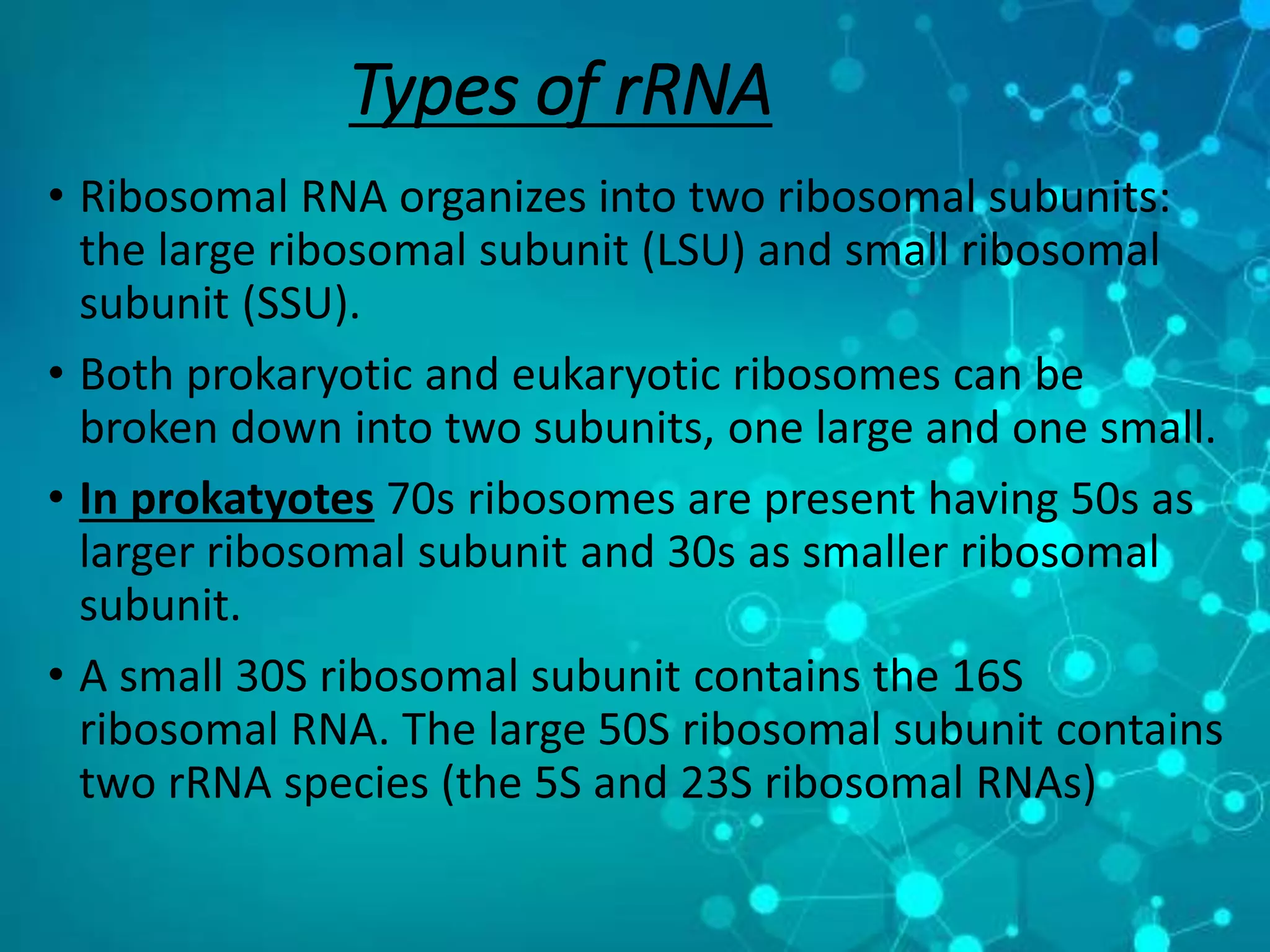 Types of rRNA
 
