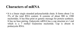 Characters of mRNA
• It is a linear single stranded polynucleotide chain. It forms about 3 to
5% of the total RNA content. It consists of about 900 to 1500
nucleotides. It has blue print or genetic message for protein synthesis.
It has no base pairing. Eukaryotic mRNA has a cap structure at s' end
which is a 7 methyl Guanosine nucleotide. Cap is absent in
prokaryotic RNA.
 