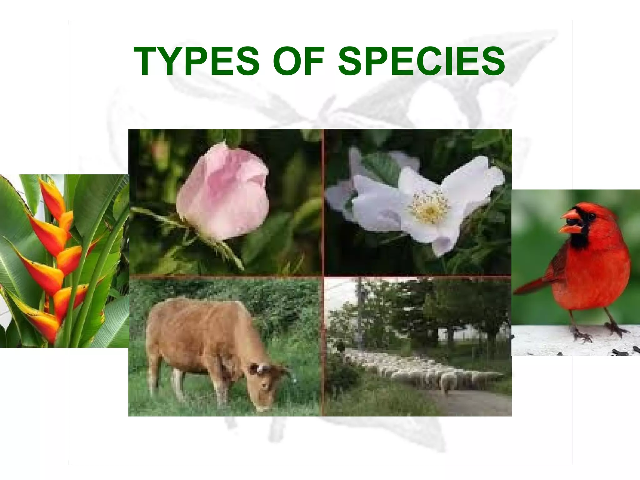 TYPES OF SPECIES
 