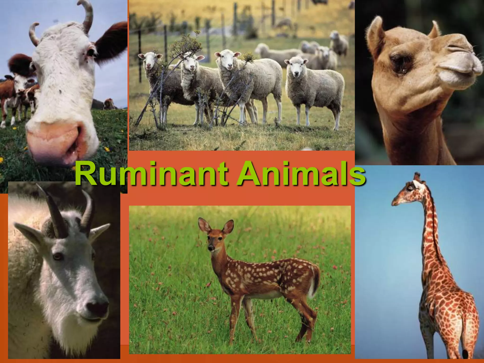 Ruminant Animals
 
