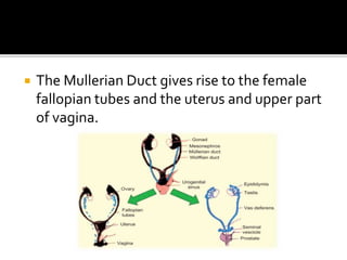  The Mullerian Duct gives rise to the female
fallopian tubes and the uterus and upper part
of vagina.
 