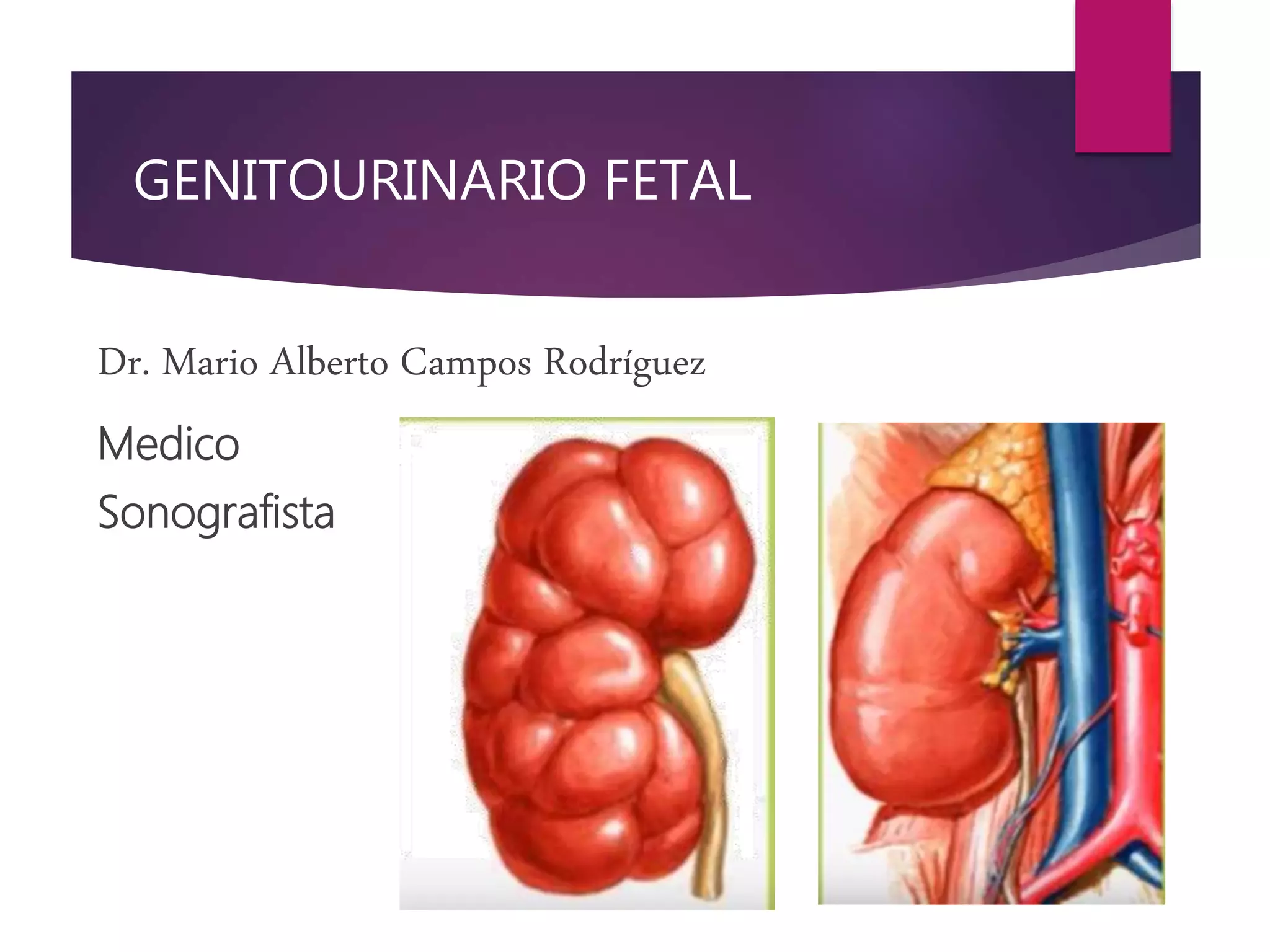GENITOURINARIO FETAL
Dr. Mario Alberto Campos Rodríguez
Medico
Sonografista
 