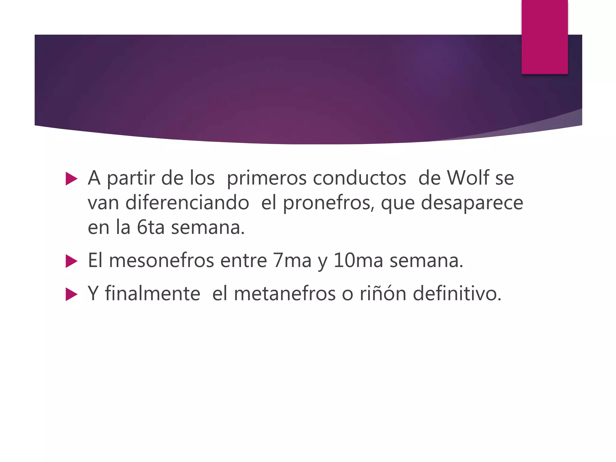  A partir de los primeros conductos de Wolf se
van diferenciando el pronefros, que desaparece
en la 6ta semana.
 El mesonefros entre 7ma y 10ma semana.
 Y finalmente el metanefros o riñón definitivo.
 