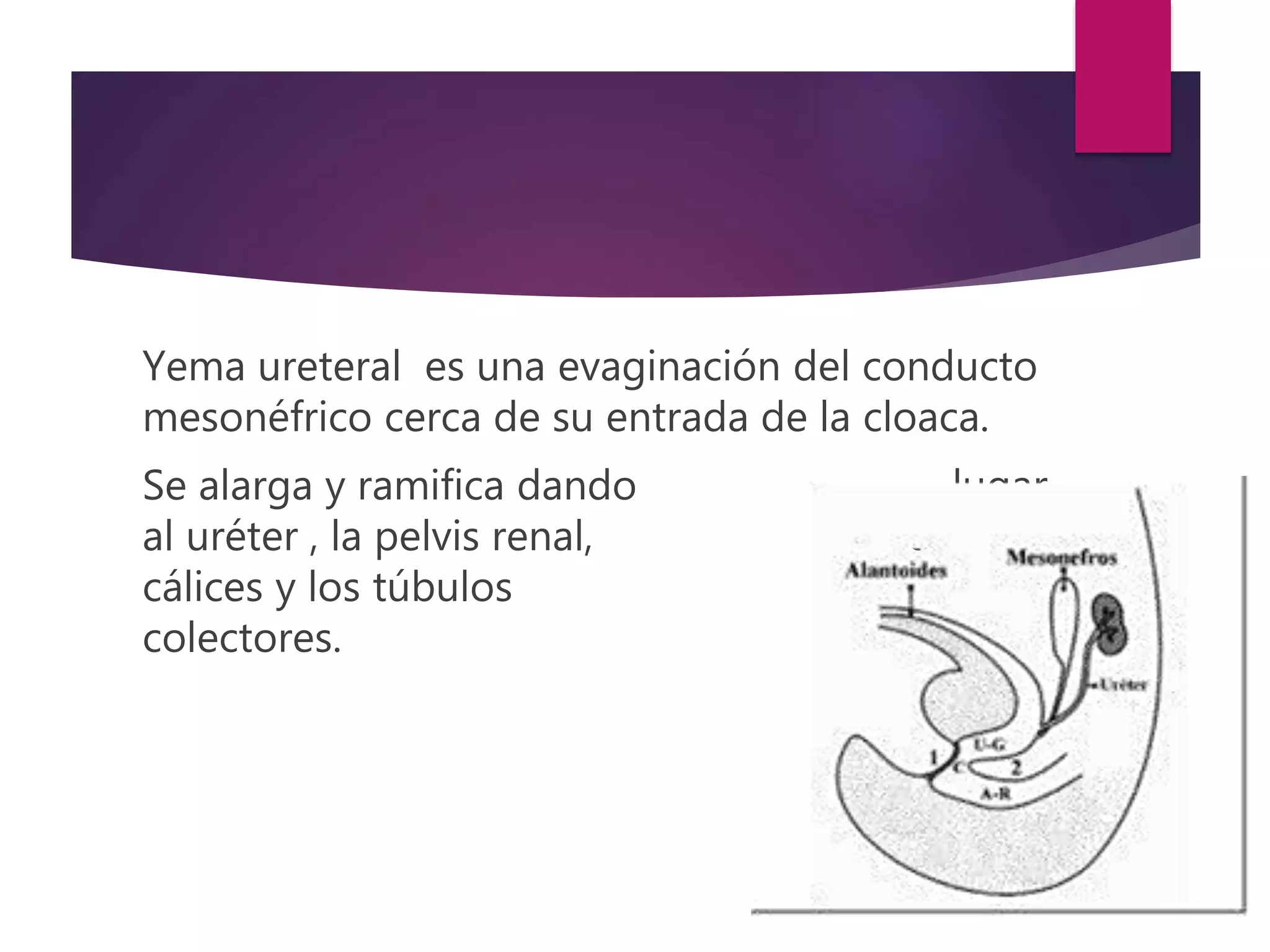 Yema ureteral es una evaginación del conducto
mesonéfrico cerca de su entrada de la cloaca.
Se alarga y ramifica dando lugar
al uréter , la pelvis renal, los
cálices y los túbulos
colectores.
 