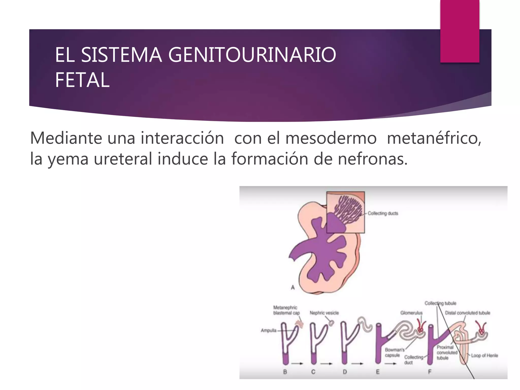 EL SISTEMA GENITOURINARIO
FETAL
Mediante una interacción con el mesodermo metanéfrico,
la yema ureteral induce la formación de nefronas.
 