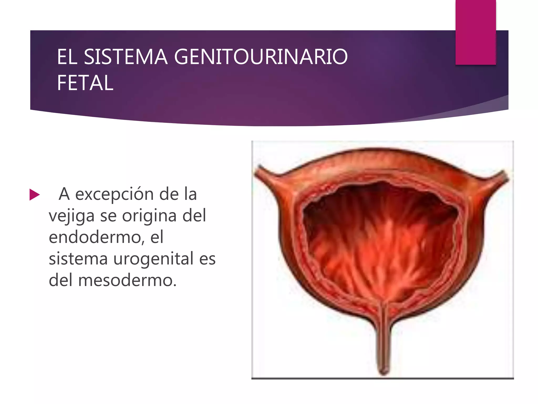 EL SISTEMA GENITOURINARIO
FETAL
 A excepción de la
vejiga se origina del
endodermo, el
sistema urogenital es
del mesodermo.
 