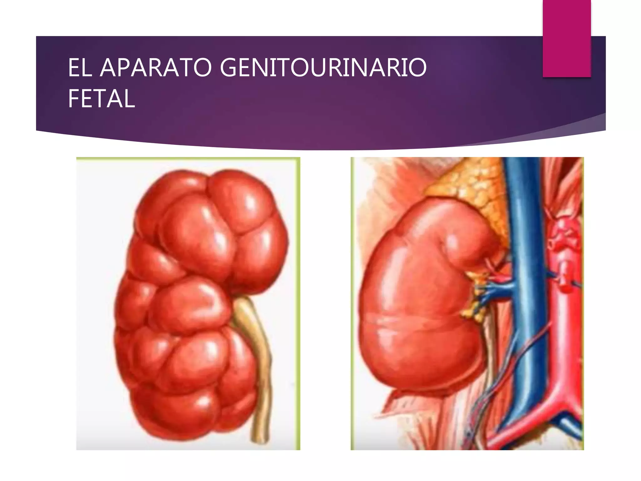 EL APARATO GENITOURINARIO
FETAL
 