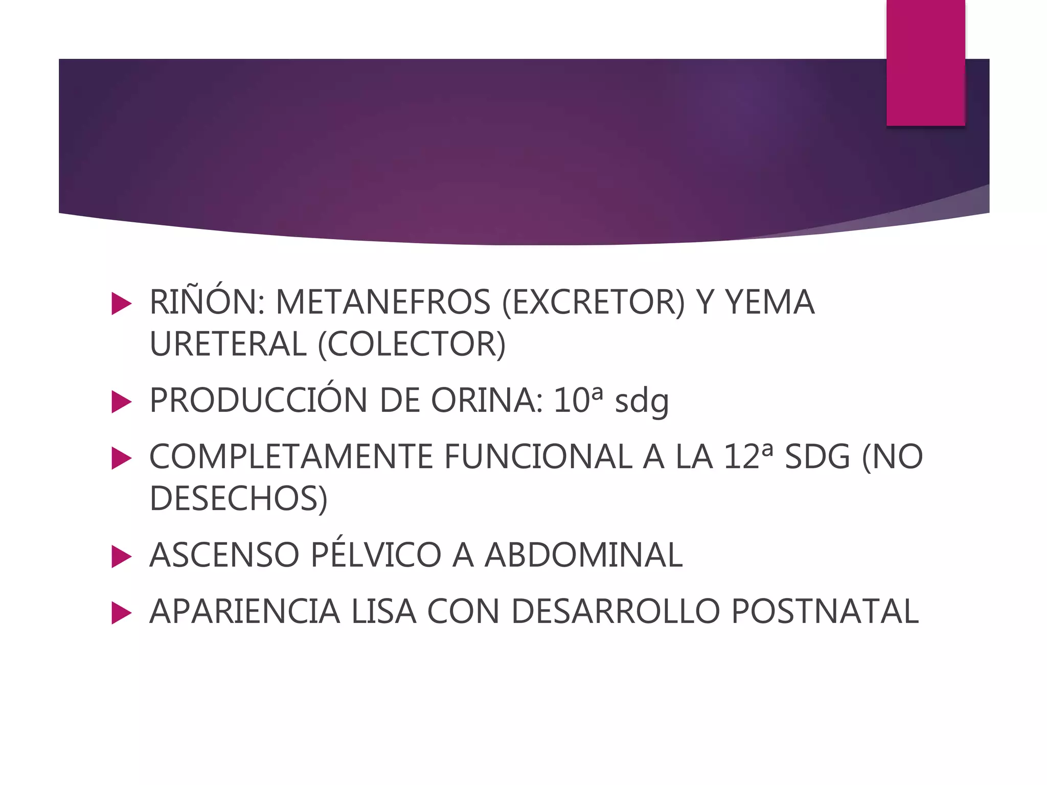  RIÑÓN: METANEFROS (EXCRETOR) Y YEMA
URETERAL (COLECTOR)
 PRODUCCIÓN DE ORINA: 10ª sdg
 COMPLETAMENTE FUNCIONAL A LA 12ª SDG (NO
DESECHOS)
 ASCENSO PÉLVICO A ABDOMINAL
 APARIENCIA LISA CON DESARROLLO POSTNATAL
 