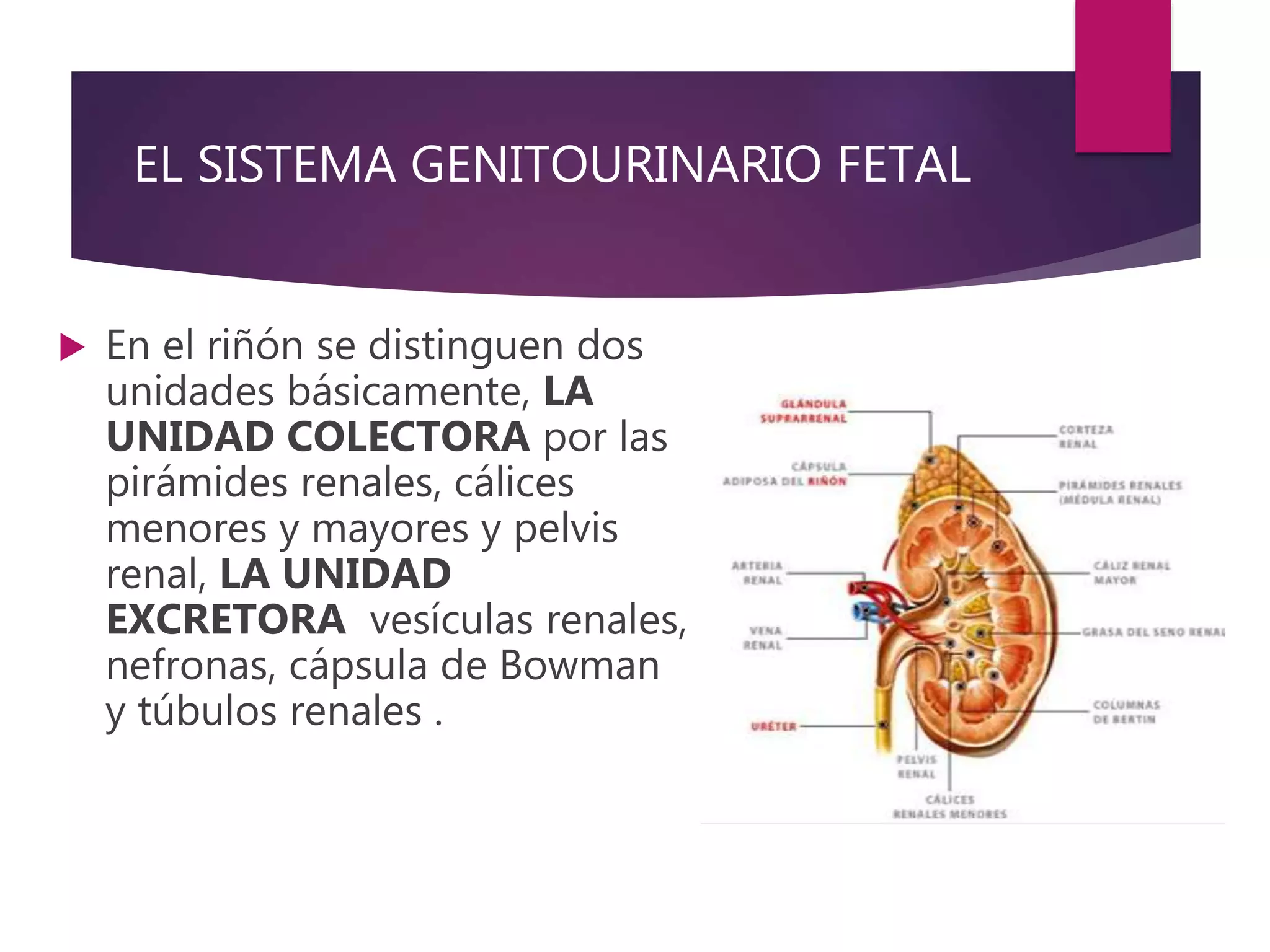 EL SISTEMA GENITOURINARIO FETAL
 En el riñón se distinguen dos
unidades básicamente, LA
UNIDAD COLECTORA por las
pirámides renales, cálices
menores y mayores y pelvis
renal, LA UNIDAD
EXCRETORA vesículas renales,
nefronas, cápsula de Bowman
y túbulos renales .
 