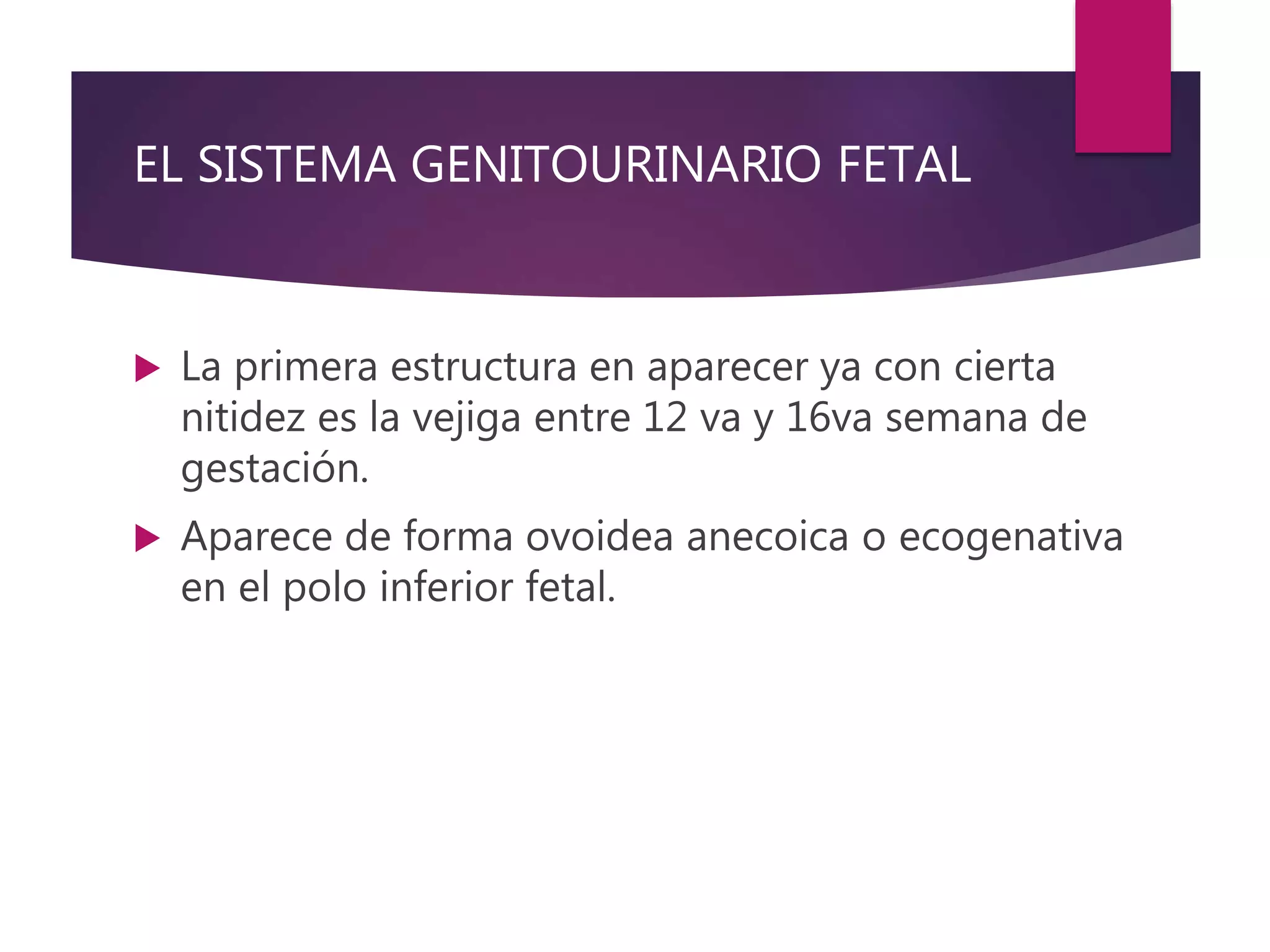 EL SISTEMA GENITOURINARIO FETAL
 La primera estructura en aparecer ya con cierta
nitidez es la vejiga entre 12 va y 16va semana de
gestación.
 Aparece de forma ovoidea anecoica o ecogenativa
en el polo inferior fetal.
 