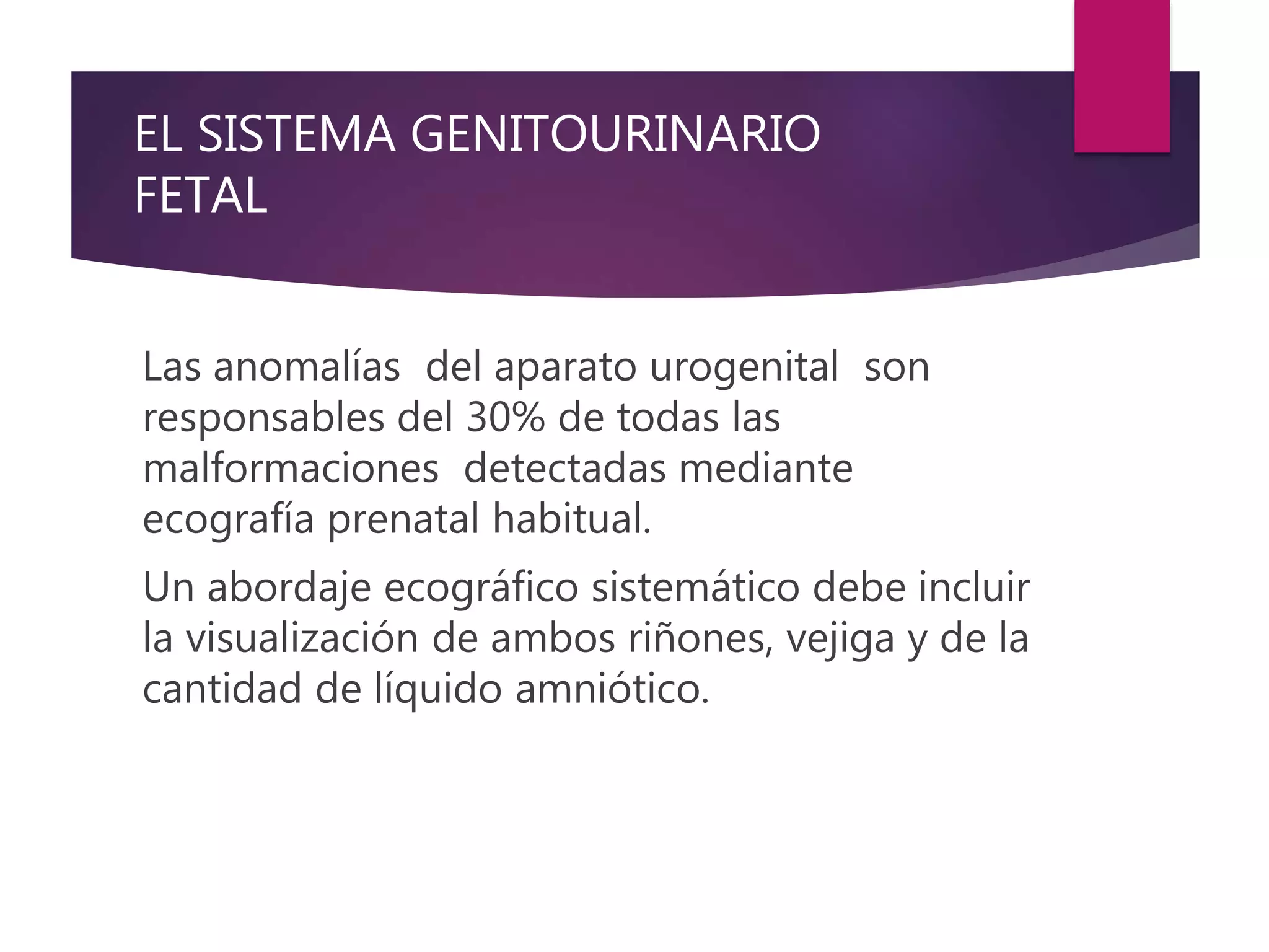 EL SISTEMA GENITOURINARIO
FETAL
Las anomalías del aparato urogenital son
responsables del 30% de todas las
malformaciones detectadas mediante
ecografía prenatal habitual.
Un abordaje ecográfico sistemático debe incluir
la visualización de ambos riñones, vejiga y de la
cantidad de líquido amniótico.
 
