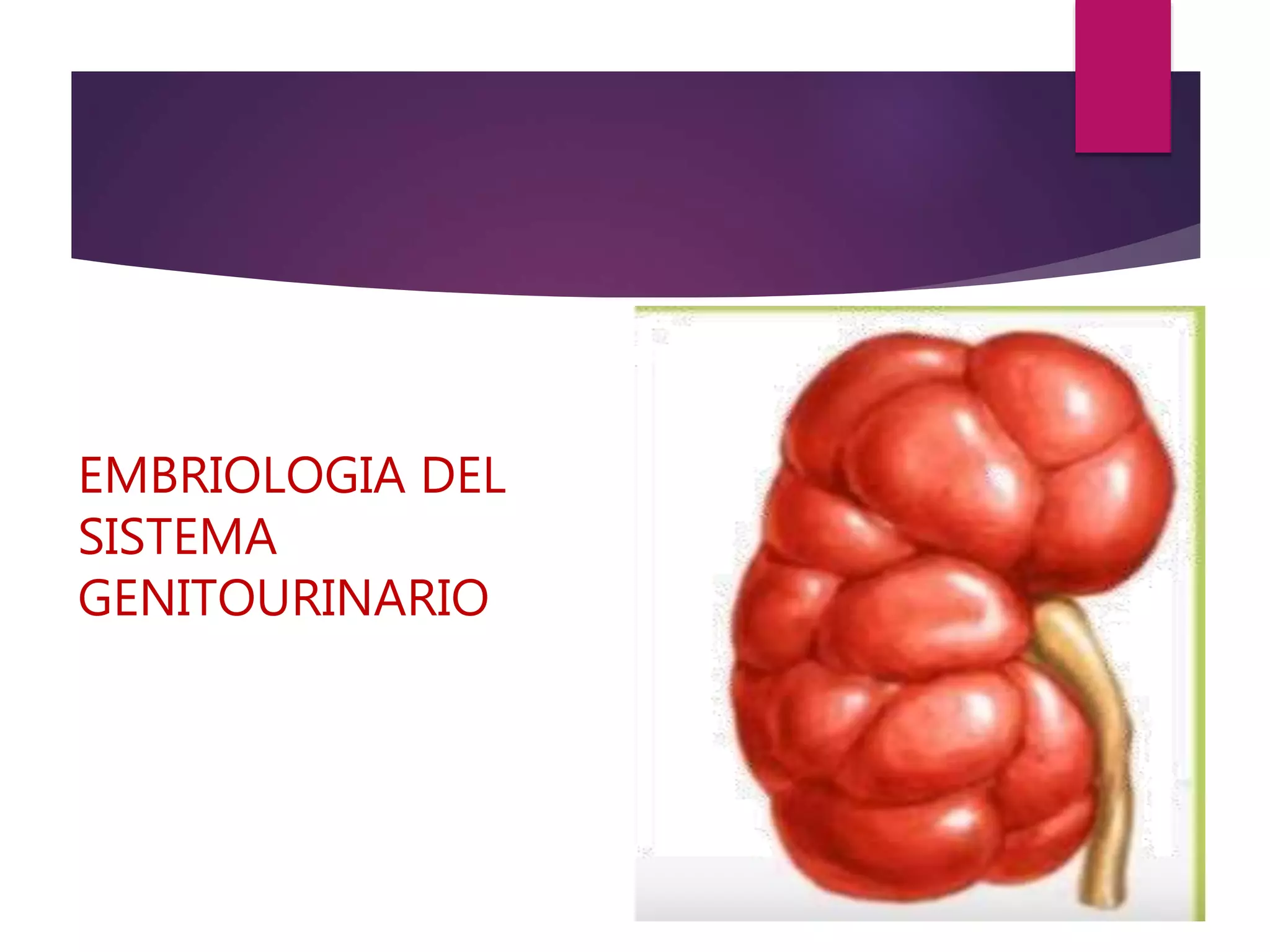 EMBRIOLOGIA DEL
SISTEMA
GENITOURINARIO
 