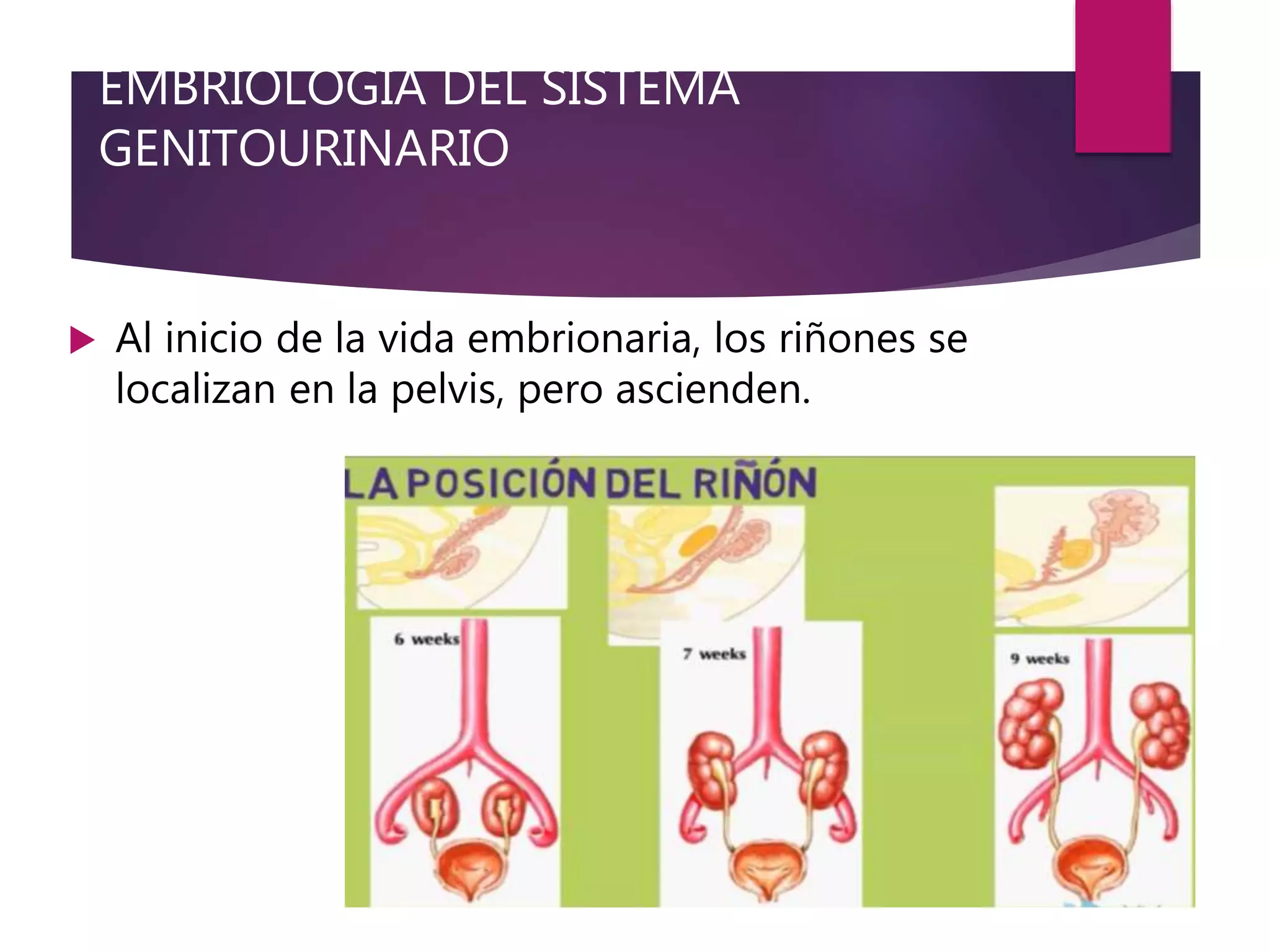 EMBRIOLOGIA DEL SISTEMA
GENITOURINARIO
 Al inicio de la vida embrionaria, los riñones se
localizan en la pelvis, pero ascienden.
 