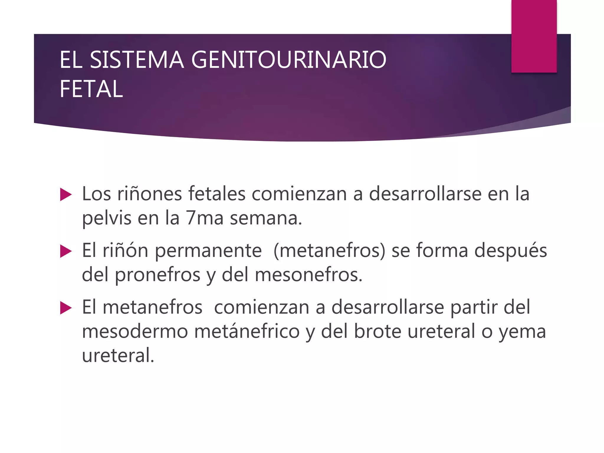 EL SISTEMA GENITOURINARIO
FETAL
 Los riñones fetales comienzan a desarrollarse en la
pelvis en la 7ma semana.
 El riñón permanente (metanefros) se forma después
del pronefros y del mesonefros.
 El metanefros comienzan a desarrollarse partir del
mesodermo metánefrico y del brote ureteral o yema
ureteral.
 