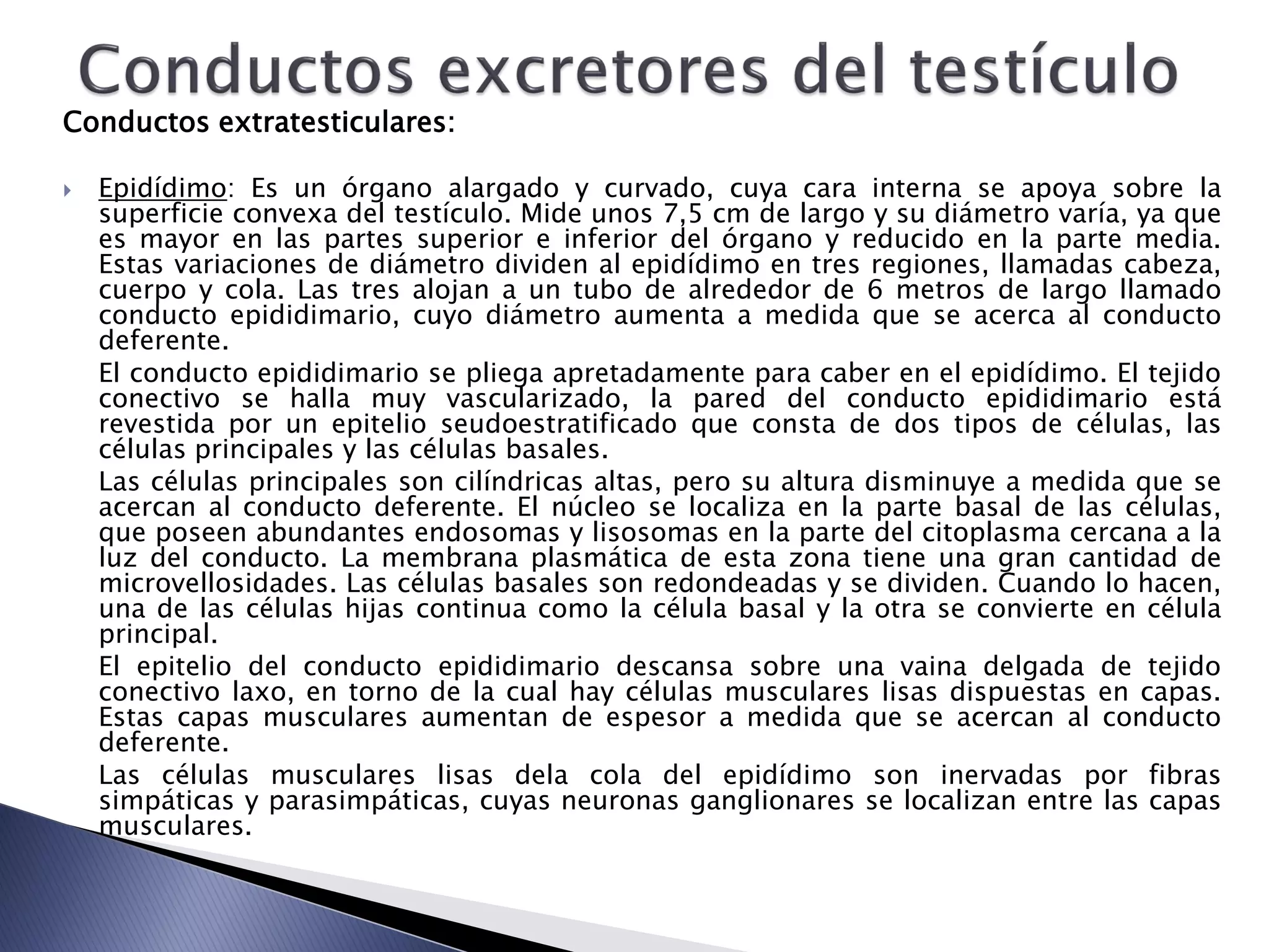 Conductos extratesticulares:
 Epidídimo: Es un órgano alargado y curvado, cuya cara interna se apoya sobre la
superficie convexa del testículo. Mide unos 7,5 cm de largo y su diámetro varía, ya que
es mayor en las partes superior e inferior del órgano y reducido en la parte media.
Estas variaciones de diámetro dividen al epidídimo en tres regiones, llamadas cabeza,
cuerpo y cola. Las tres alojan a un tubo de alrededor de 6 metros de largo llamado
conducto epididimario, cuyo diámetro aumenta a medida que se acerca al conducto
deferente.
El conducto epididimario se pliega apretadamente para caber en el epidídimo. El tejido
conectivo se halla muy vascularizado, la pared del conducto epididimario está
revestida por un epitelio seudoestratificado que consta de dos tipos de células, las
células principales y las células basales.
Las células principales son cilíndricas altas, pero su altura disminuye a medida que se
acercan al conducto deferente. El núcleo se localiza en la parte basal de las células,
que poseen abundantes endosomas y lisosomas en la parte del citoplasma cercana a la
luz del conducto. La membrana plasmática de esta zona tiene una gran cantidad de
microvellosidades. Las células basales son redondeadas y se dividen. Cuando lo hacen,
una de las células hijas continua como la célula basal y la otra se convierte en célula
principal.
El epitelio del conducto epididimario descansa sobre una vaina delgada de tejido
conectivo laxo, en torno de la cual hay células musculares lisas dispuestas en capas.
Estas capas musculares aumentan de espesor a medida que se acercan al conducto
deferente.
Las células musculares lisas dela cola del epidídimo son inervadas por fibras
simpáticas y parasimpáticas, cuyas neuronas ganglionares se localizan entre las capas
musculares.
 