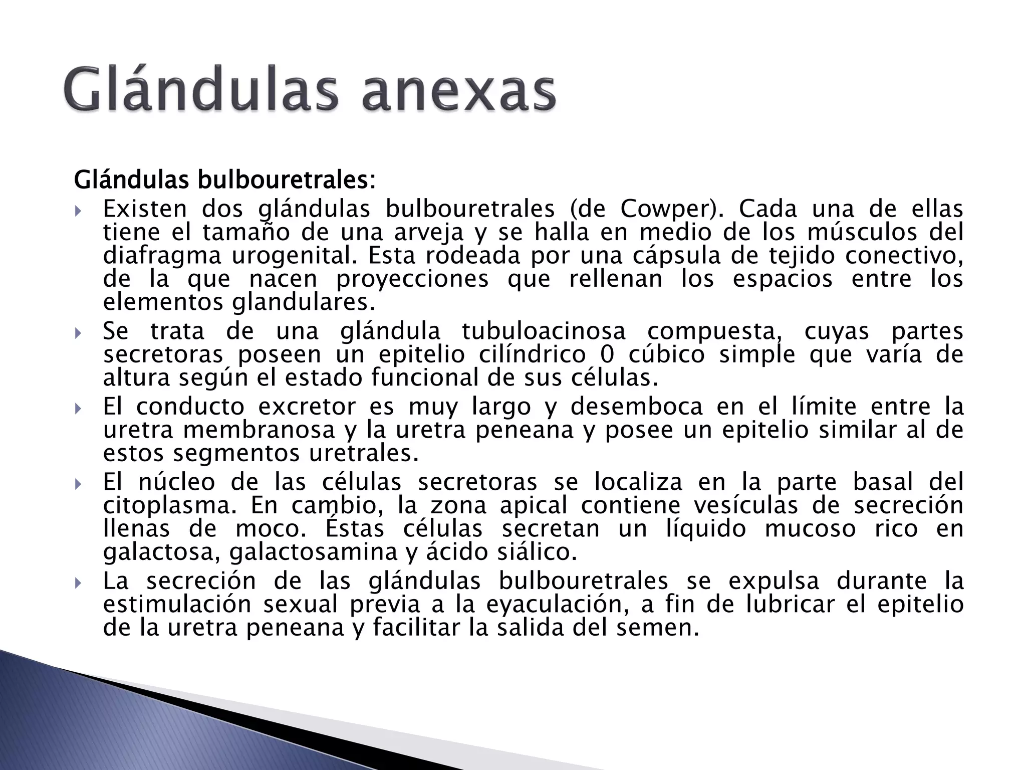 Glándulas bulbouretrales:
 Existen dos glándulas bulbouretrales (de Cowper). Cada una de ellas
tiene el tamaño de una arveja y se halla en medio de los músculos del
diafragma urogenital. Esta rodeada por una cápsula de tejido conectivo,
de la que nacen proyecciones que rellenan los espacios entre los
elementos glandulares.
 Se trata de una glándula tubuloacinosa compuesta, cuyas partes
secretoras poseen un epitelio cilíndrico 0 cúbico simple que varía de
altura según el estado funcional de sus células.
 El conducto excretor es muy largo y desemboca en el límite entre la
uretra membranosa y la uretra peneana y posee un epitelio similar al de
estos segmentos uretrales.
 El núcleo de las células secretoras se localiza en la parte basal del
citoplasma. En cambio, la zona apical contiene vesículas de secreción
llenas de moco. Éstas células secretan un líquido mucoso rico en
galactosa, galactosamina y ácido siálico.
 La secreción de las glándulas bulbouretrales se expulsa durante la
estimulación sexual previa a la eyaculación, a fin de lubricar el epitelio
de la uretra peneana y facilitar la salida del semen.
 