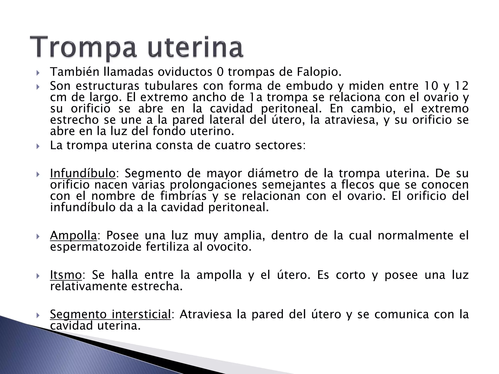  También llamadas oviductos 0 trompas de Falopio.
 Son estructuras tubulares con forma de embudo y miden entre 10 y 12
cm de largo. El extremo ancho de 1a trompa se relaciona con el ovario y
su orificio se abre en la cavidad peritoneal. En cambio, el extremo
estrecho se une a la pared lateral del útero, la atraviesa, y su orificio se
abre en la luz del fondo uterino.
 La trompa uterina consta de cuatro sectores:
 Infundíbulo: Segmento de mayor diámetro de la trompa uterina. De su
orificio nacen varias prolongaciones semejantes a flecos que se conocen
con el nombre de fimbrías y se relacionan con el ovario. El orificio del
infundíbulo da a la cavidad peritoneal.
 Ampolla: Posee una luz muy amplia, dentro de la cual normalmente el
espermatozoide fertiliza al ovocito.
 Itsmo: Se halla entre la ampolla y el útero. Es corto y posee una luz
relativamente estrecha.
 Segmento intersticial: Atraviesa la pared del útero y se comunica con la
cavidad uterina.
 