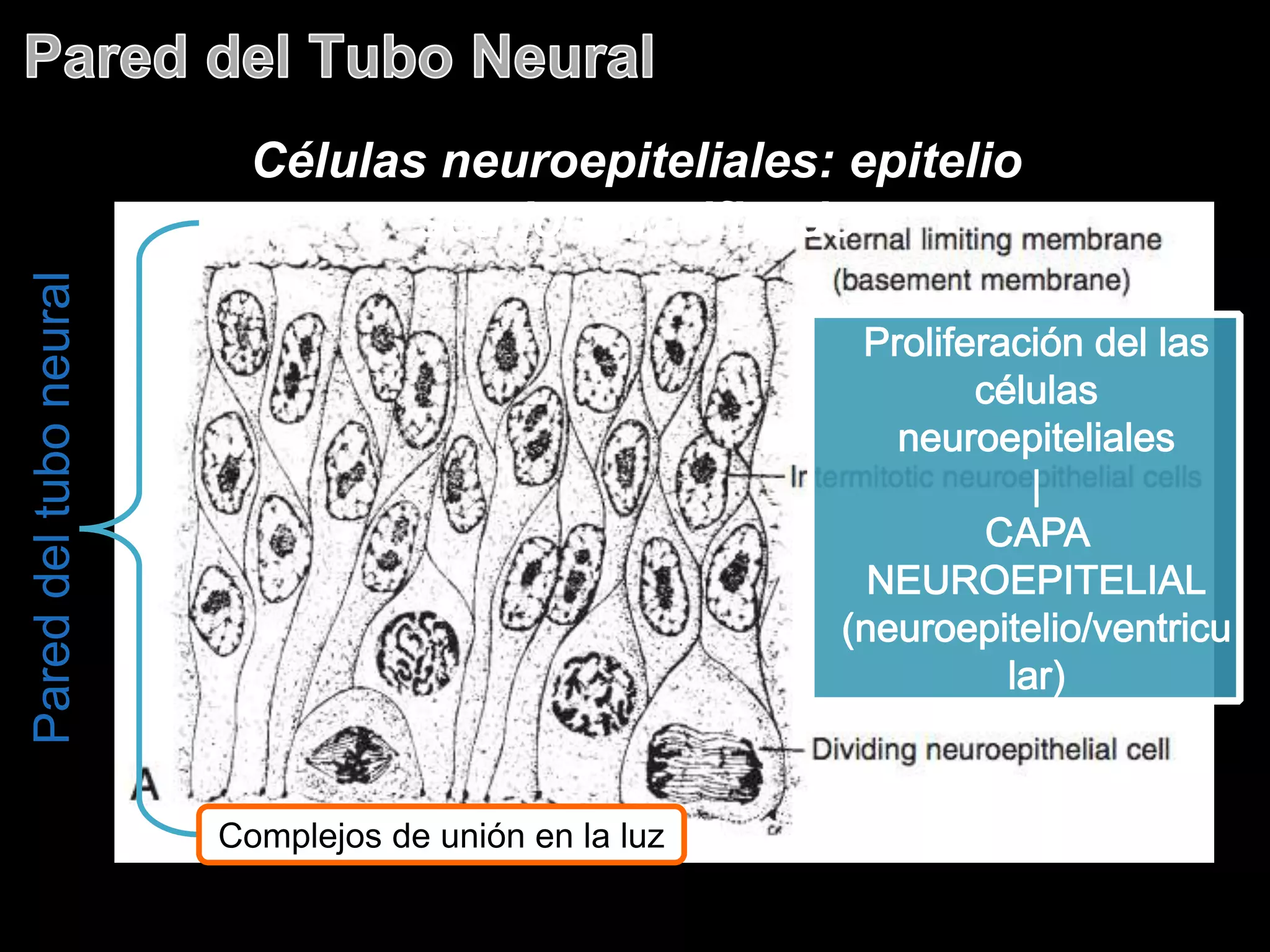 Células neuroepiteliales: epitelio
seudoestratificado
Pareddeltuboneural
Complejos de unión en la luz
 