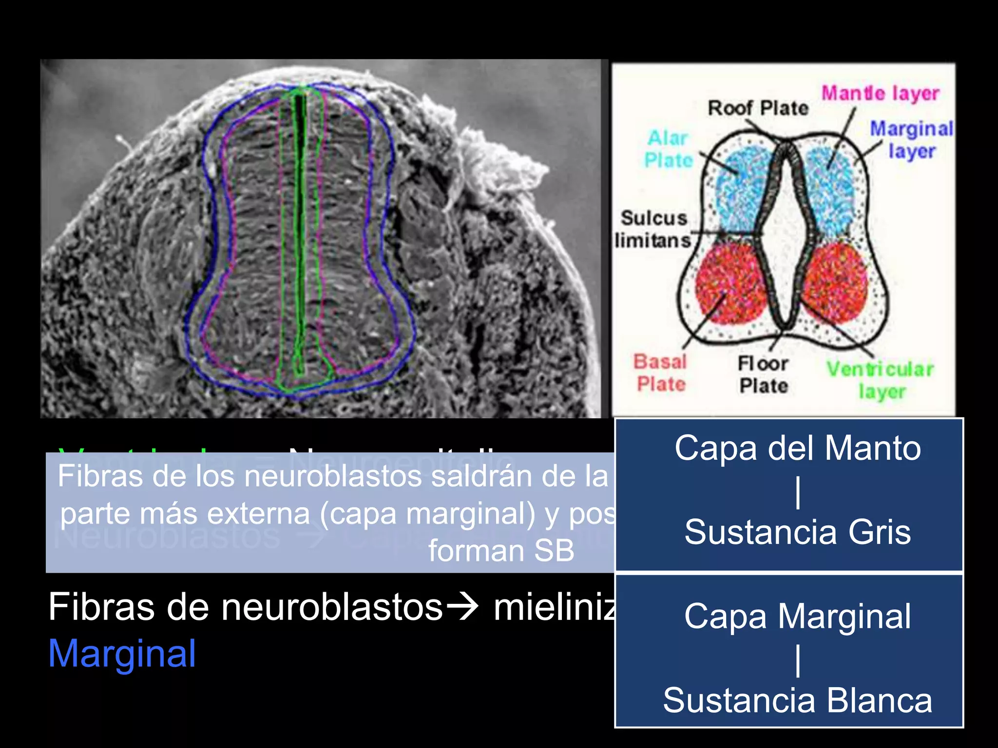 Ventricular = Neuroepitelio
Neuroblastos  Capa del manto
Fibras de neuroblastos mielinización  Capa
Marginal
Fibras de los neuroblastos saldrán de la capa del manto hacia la
parte más externa (capa marginal) y posterior a su mielinización
forman SB
Capa del Manto
|
Sustancia Gris
Capa Marginal
|
Sustancia Blanca
 